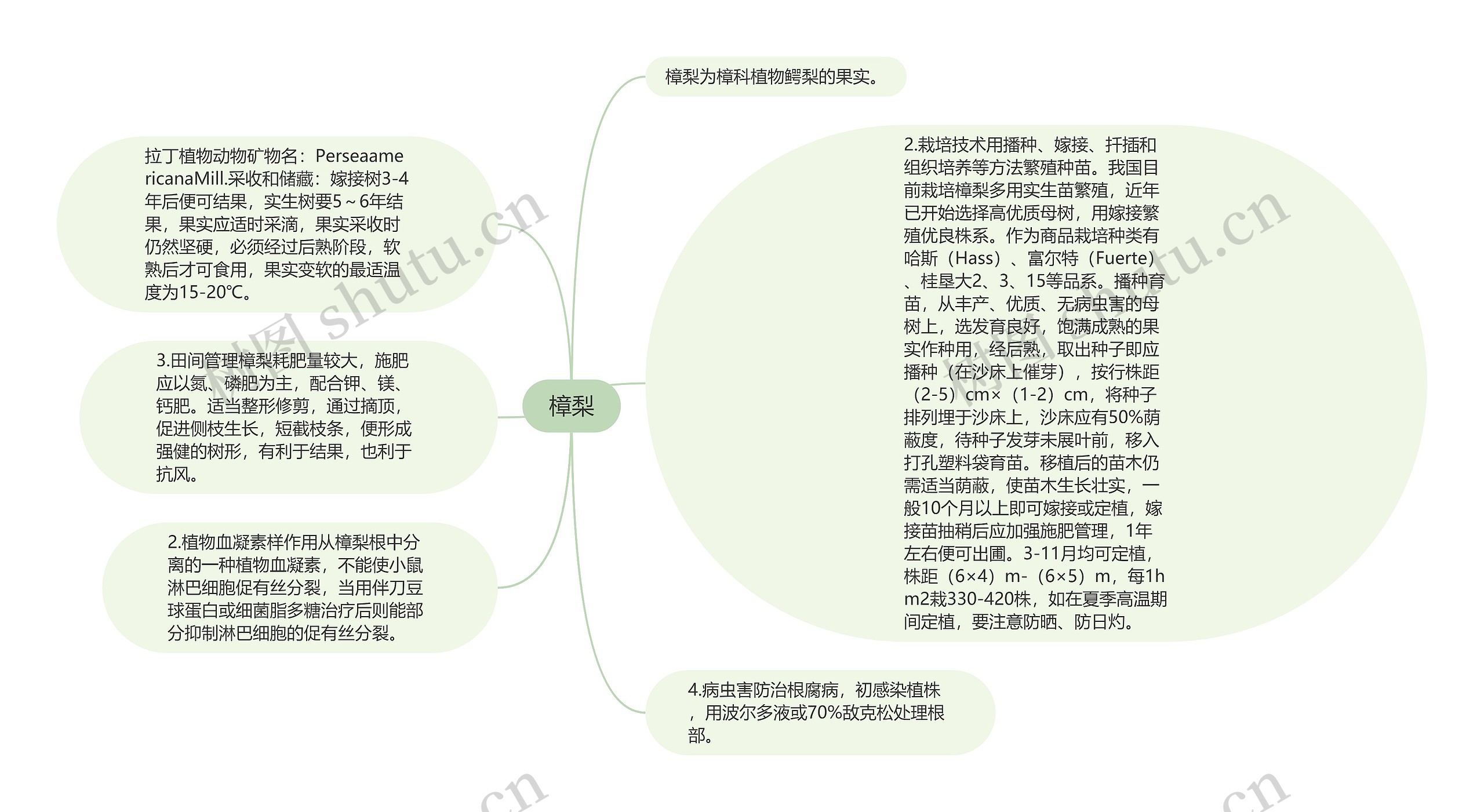 樟梨思维导图