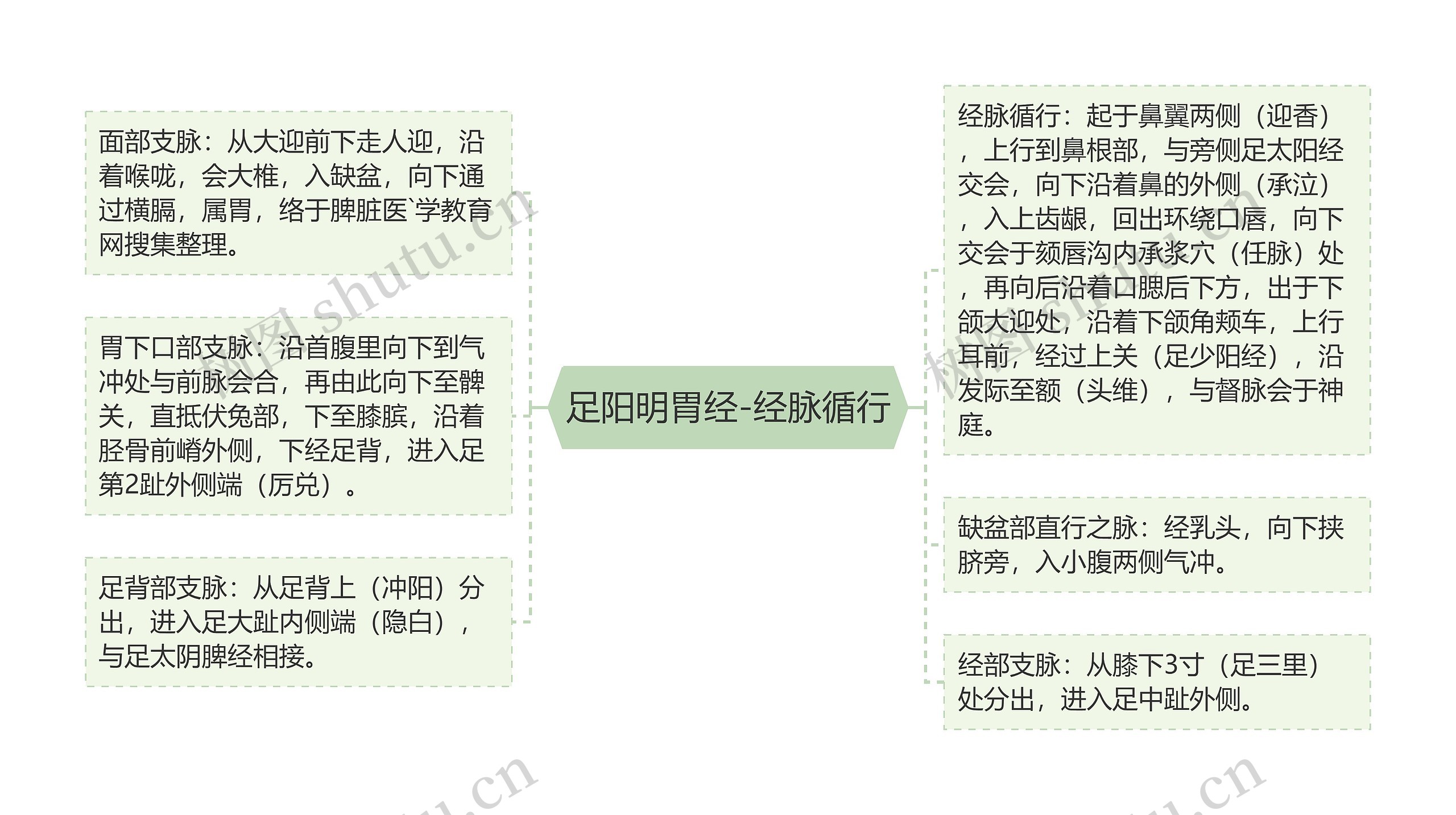 足阳明胃经-经脉循行 足阳明胃经-经脉循行