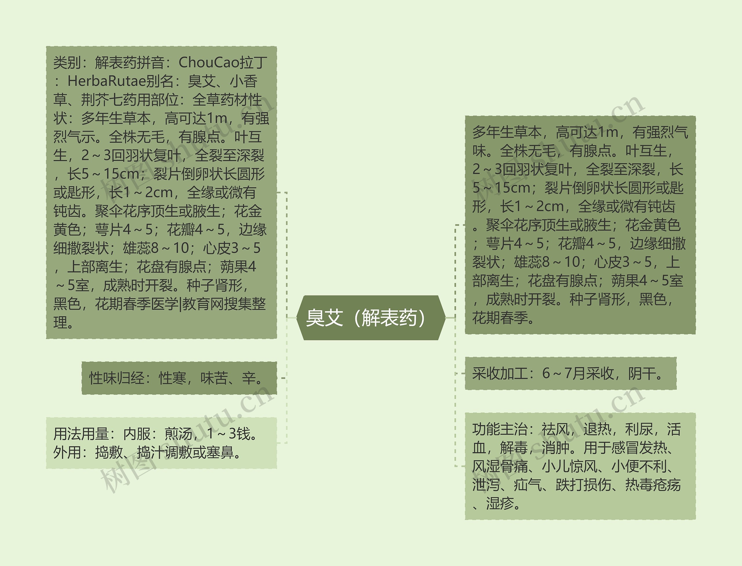 臭艾(解表药) 臭艾(解表药)