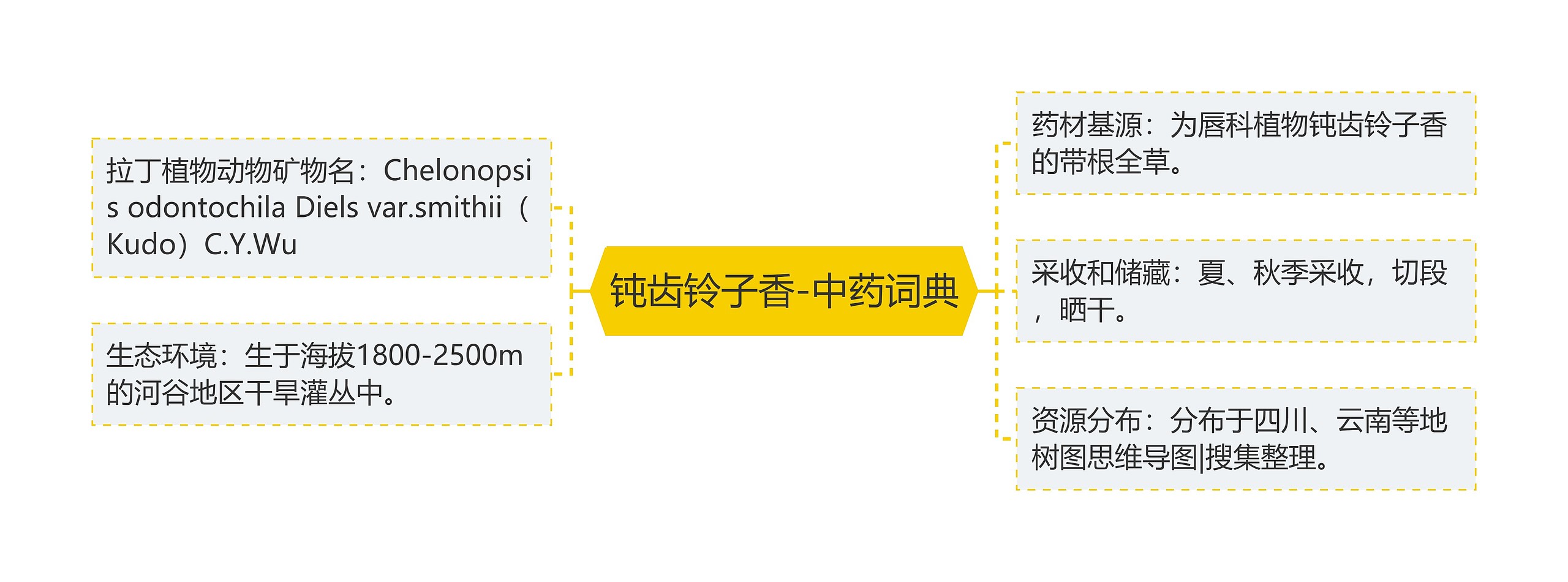 钝齿铃子香-中药词典