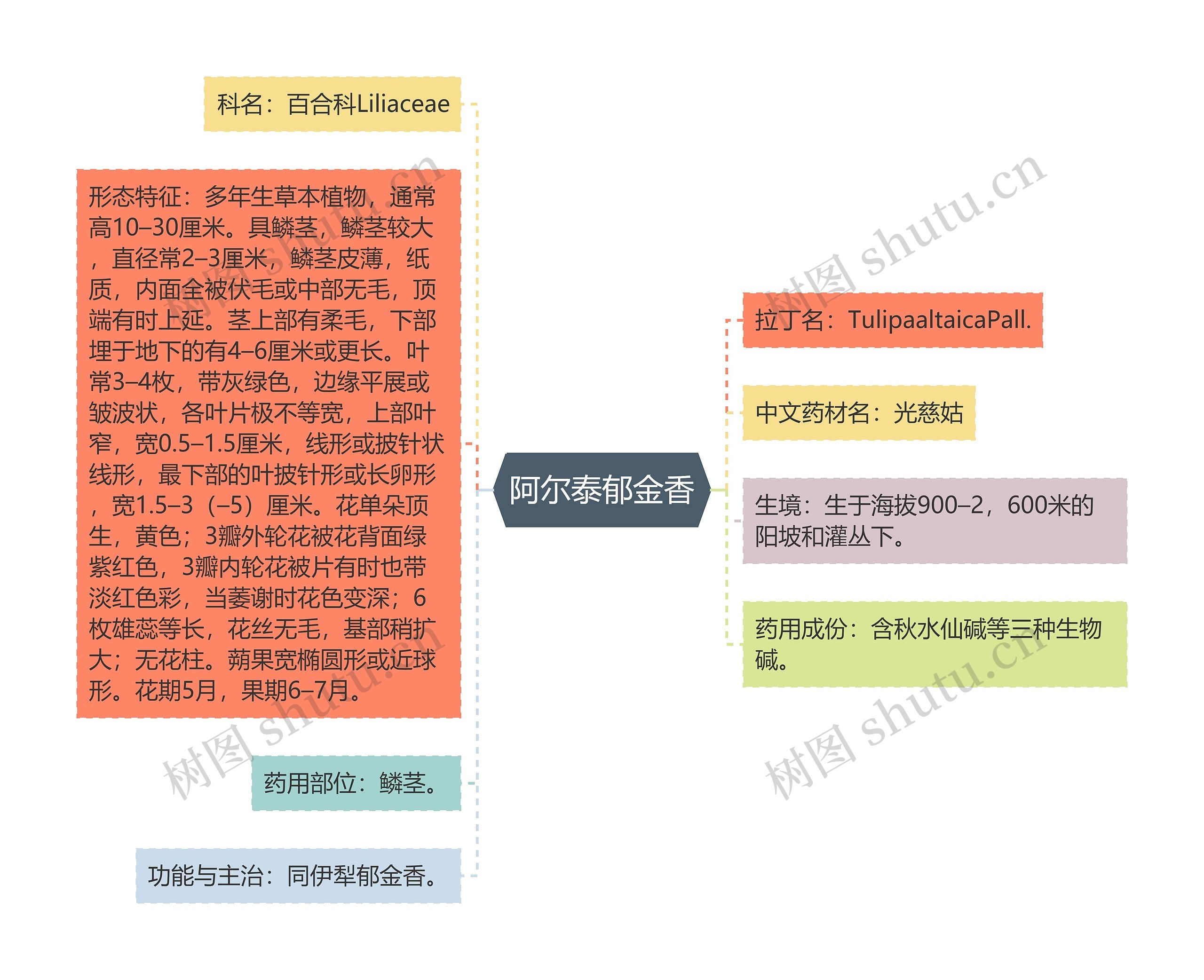 阿尔泰郁金香思维导图