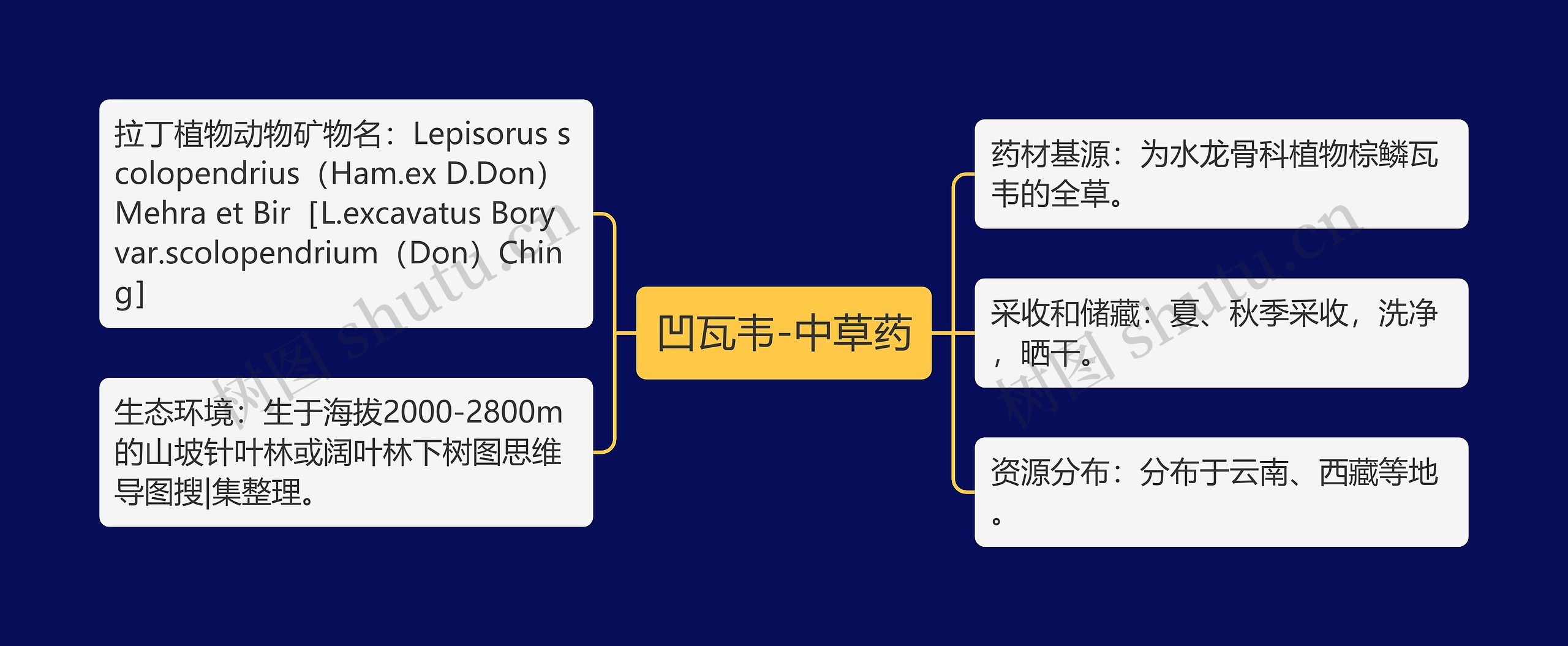 凹瓦韦-中草药思维导图