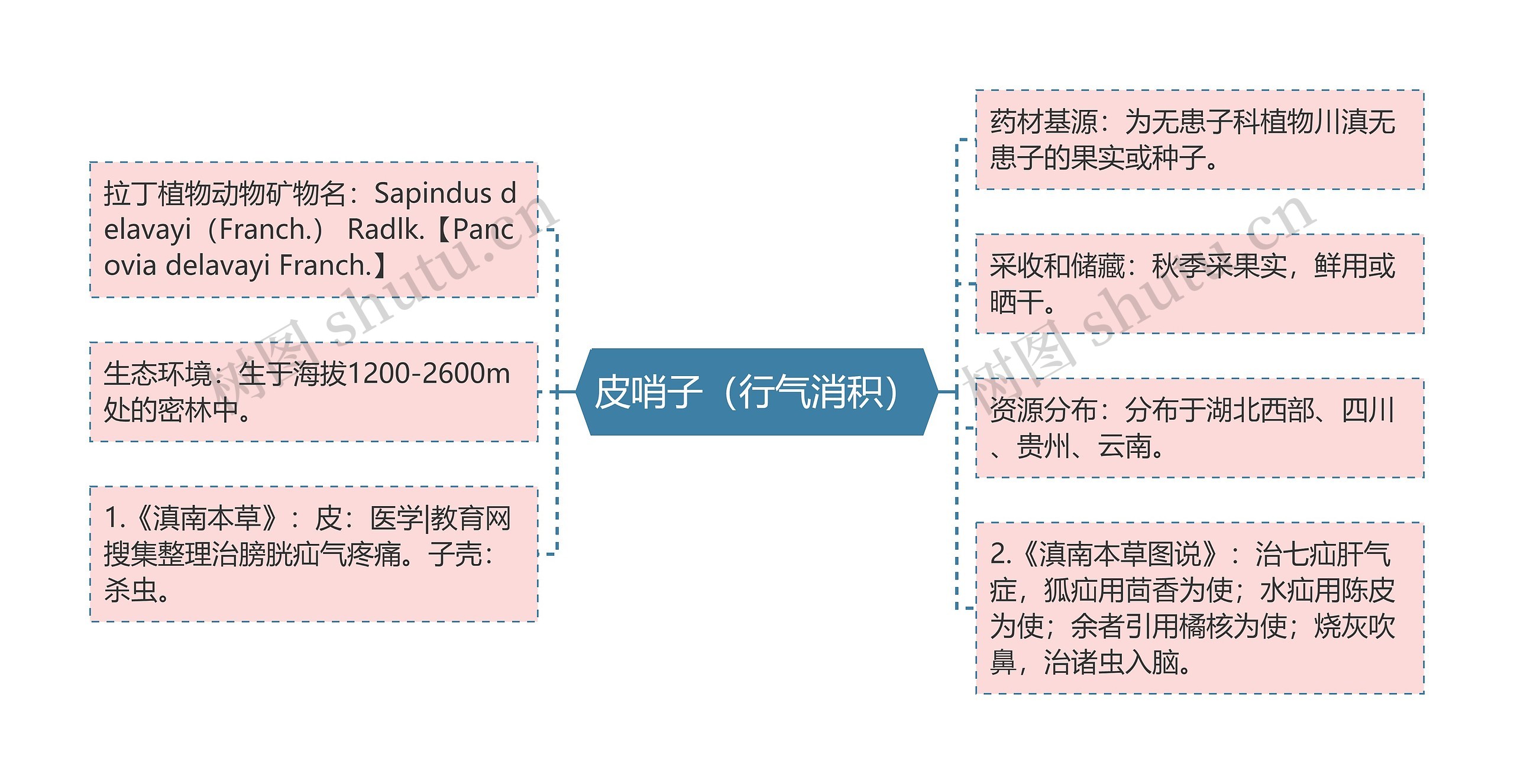 皮哨子(行气消积) 皮哨子(行气消积)