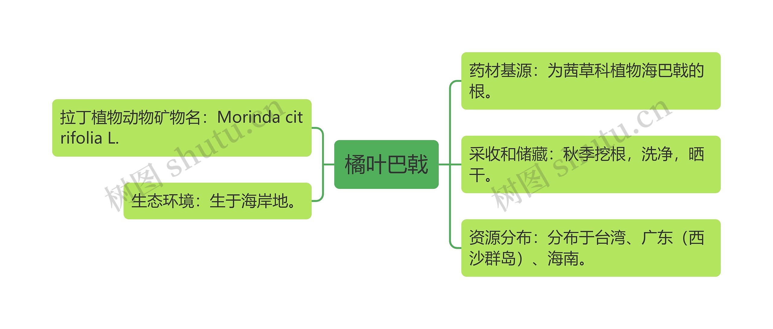 橘叶巴戟思维导图