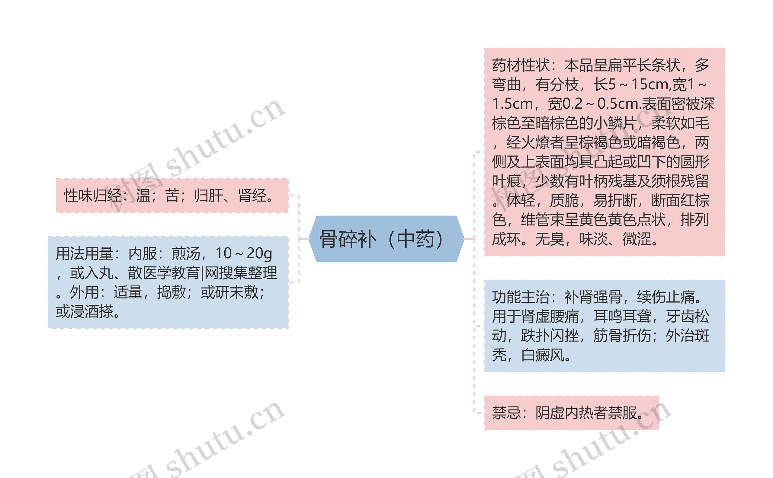 骨碎补（中药）思维导图