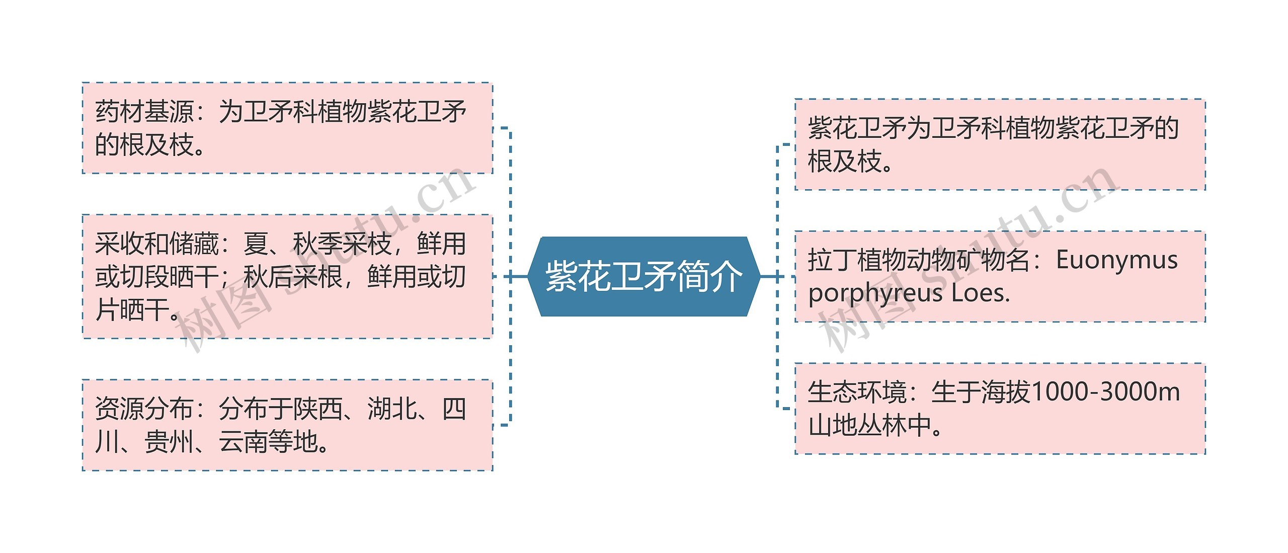 紫花卫矛简介思维导图