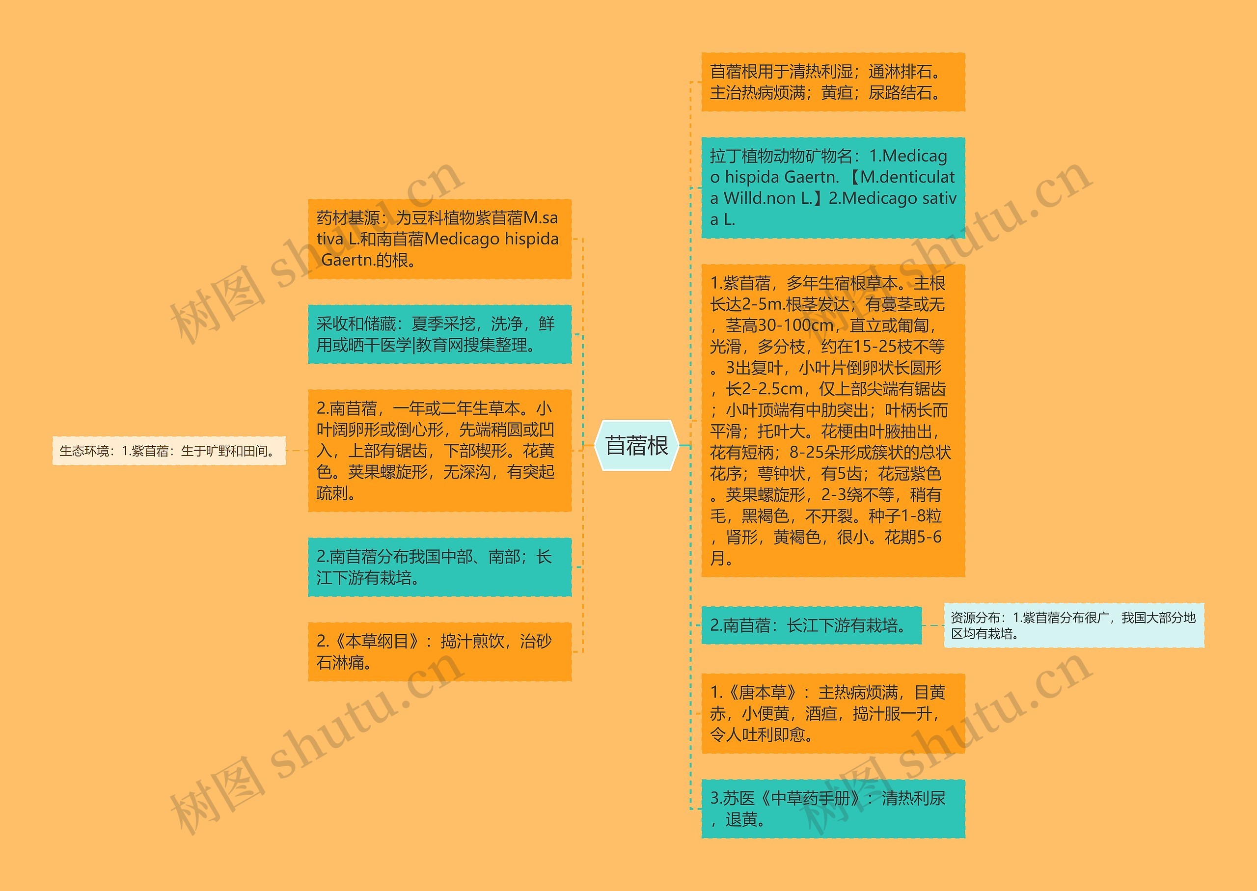 苜蓿根思维导图