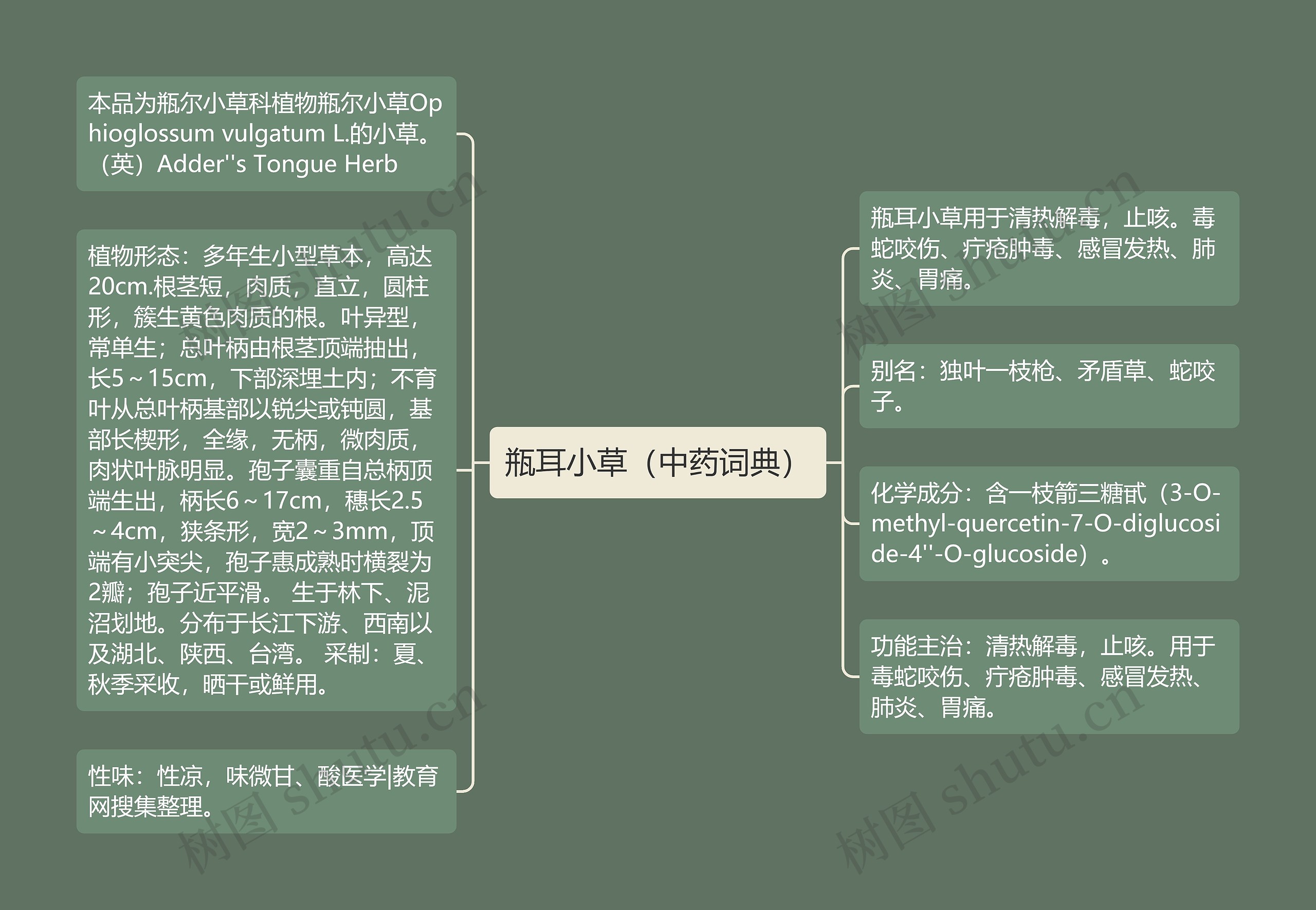 瓶耳小草（中药词典）