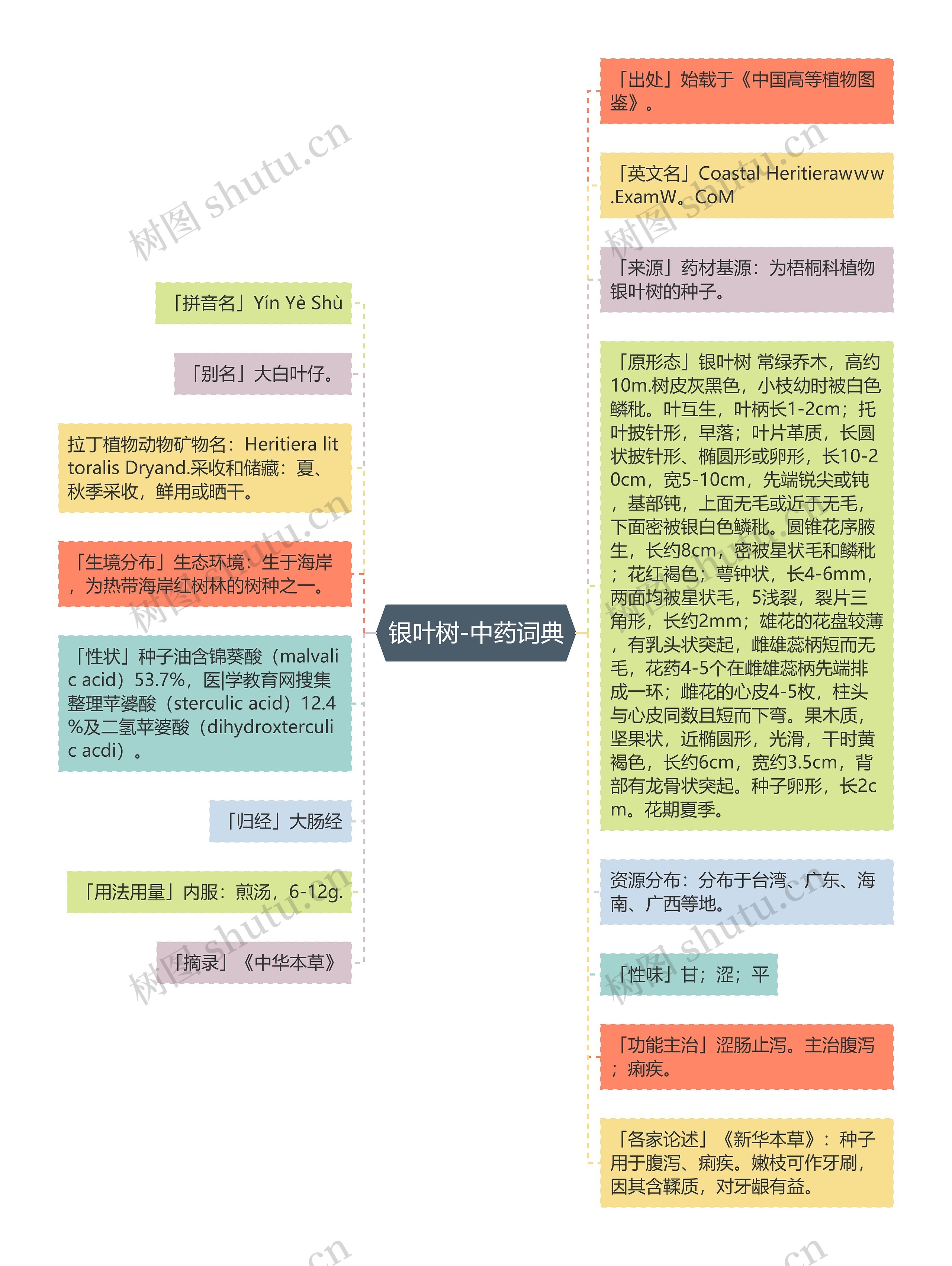 银叶树-中药词典思维导图