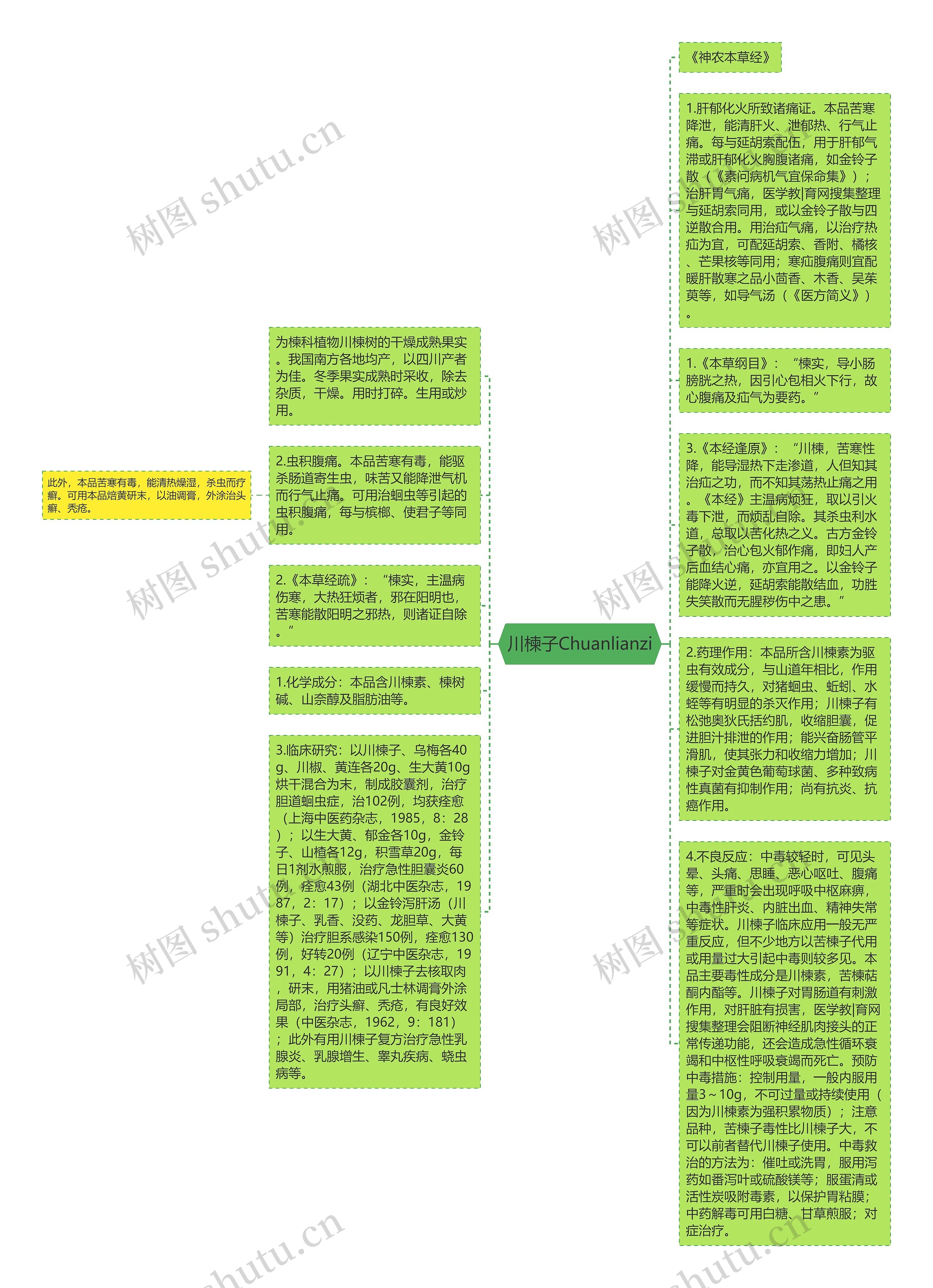 川楝子Chuanlianzi思维导图