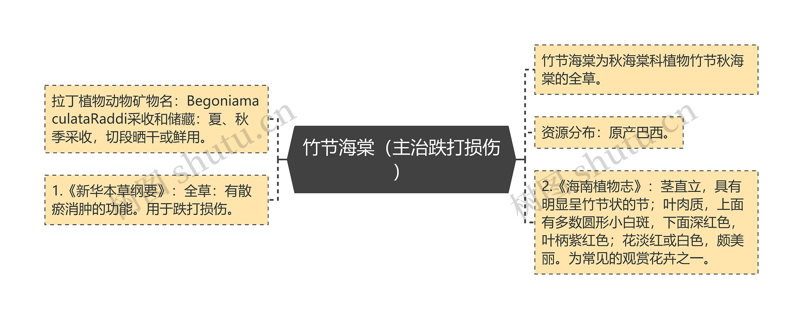 竹节海棠(主治跌打损伤) 竹节海棠(主治跌打损伤)