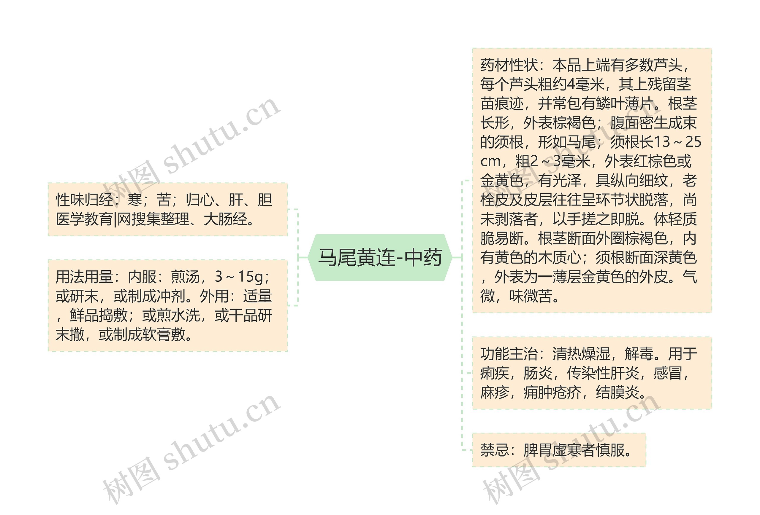 马尾黄连-中药思维导图