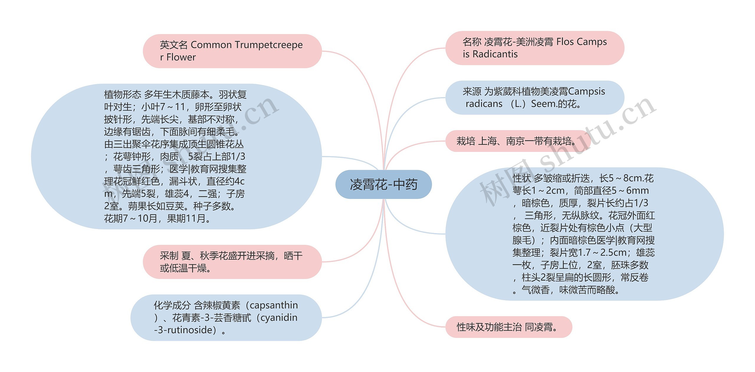 凌霄花-中药思维导图