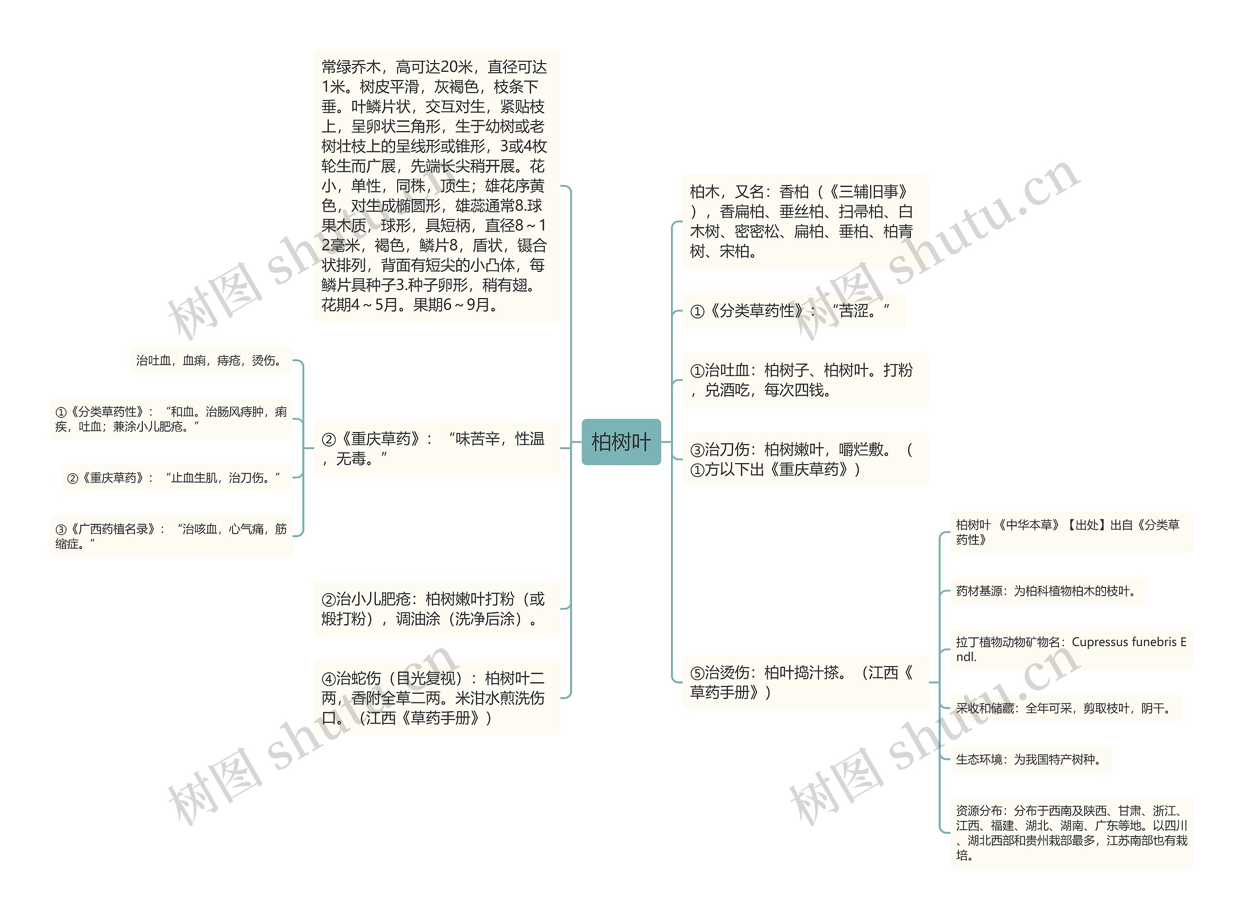 柏树叶思维导图