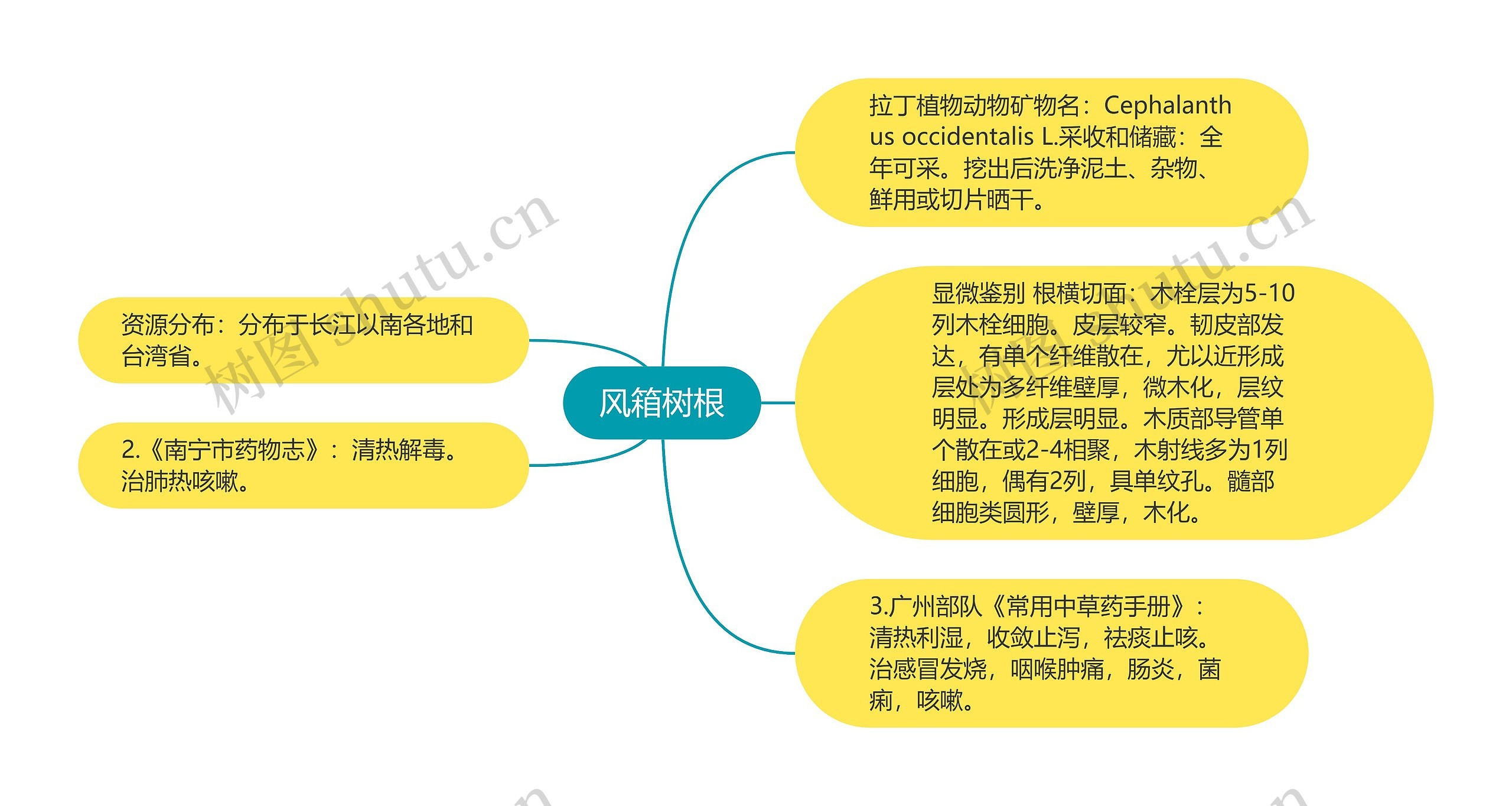 风箱树根