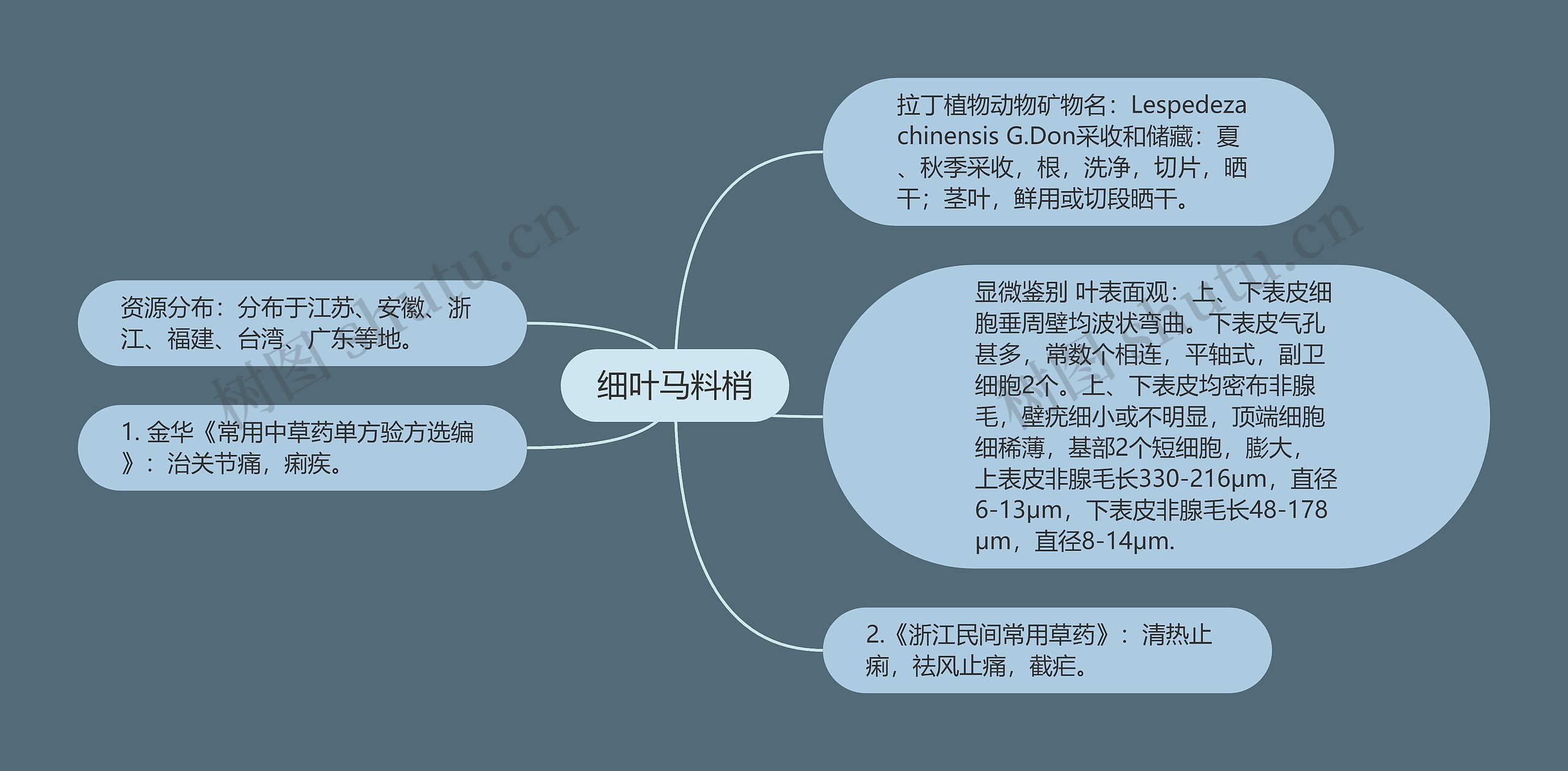 细叶马料梢思维导图