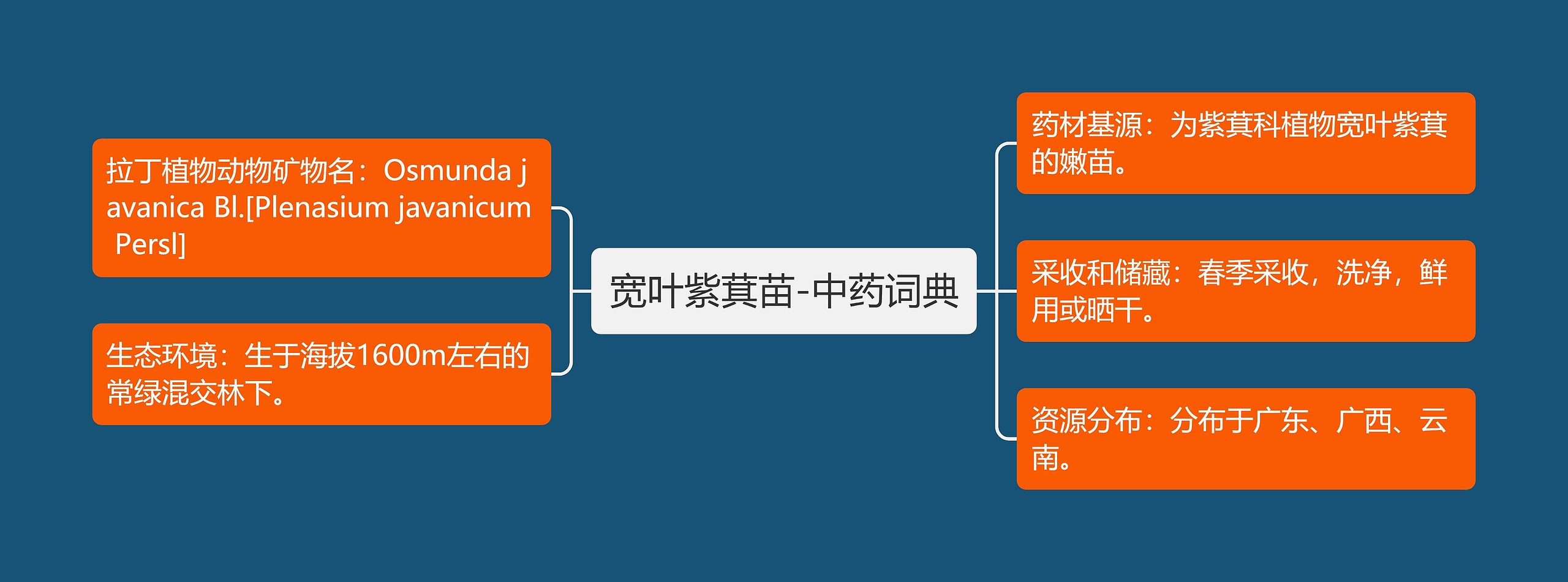 宽叶紫萁苗-中药词典思维导图