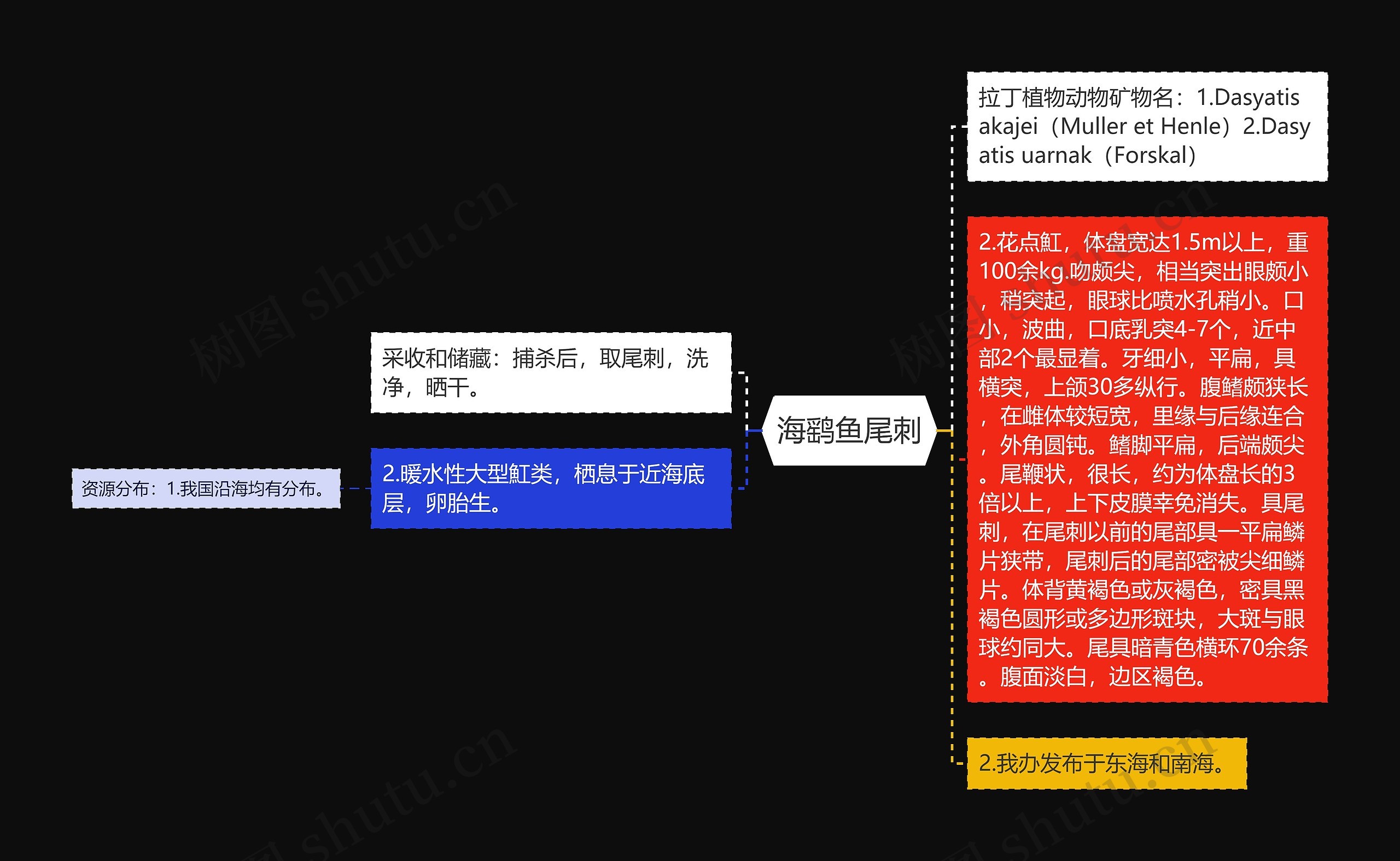 海鹞鱼尾刺思维导图