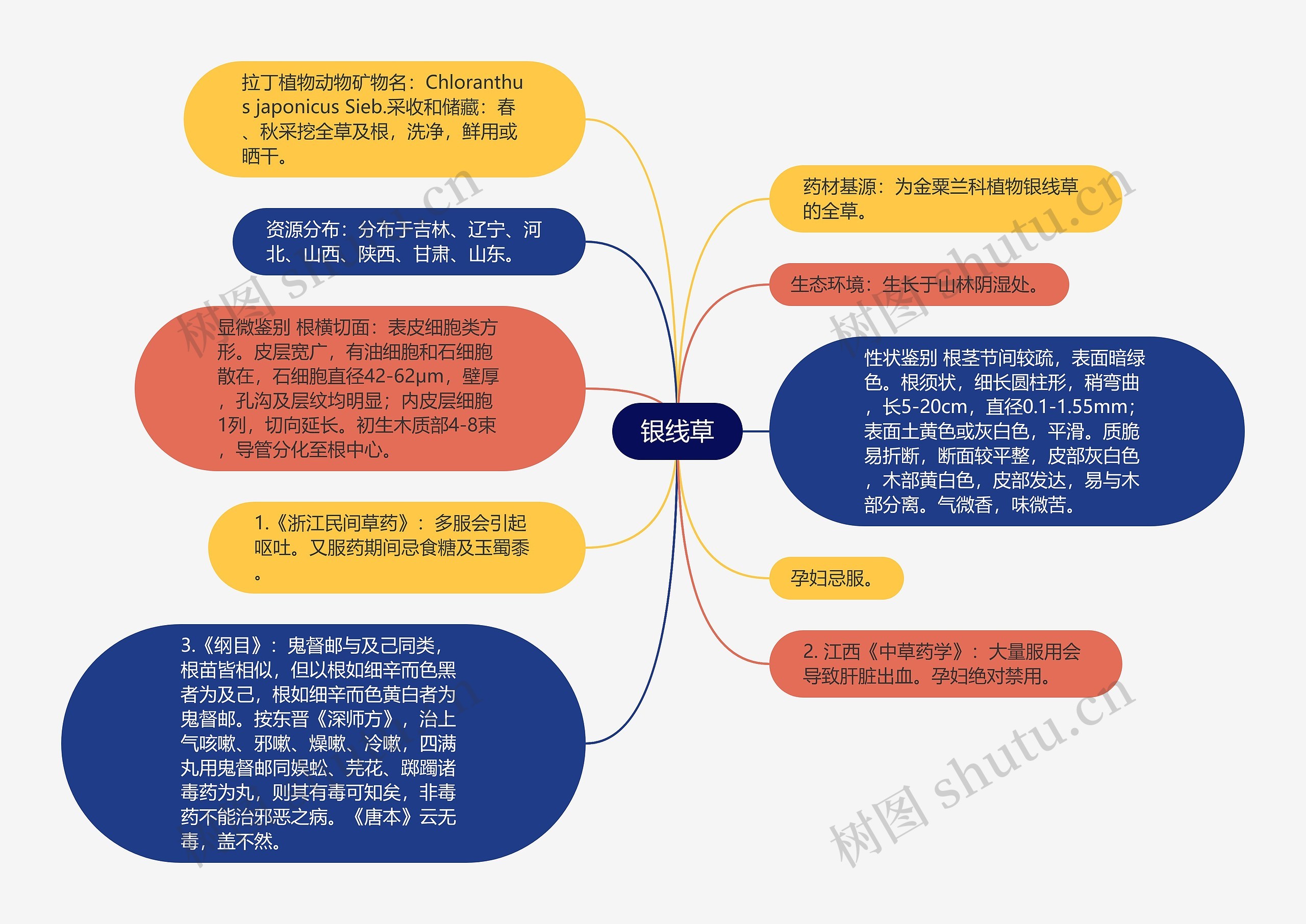 银线草思维导图