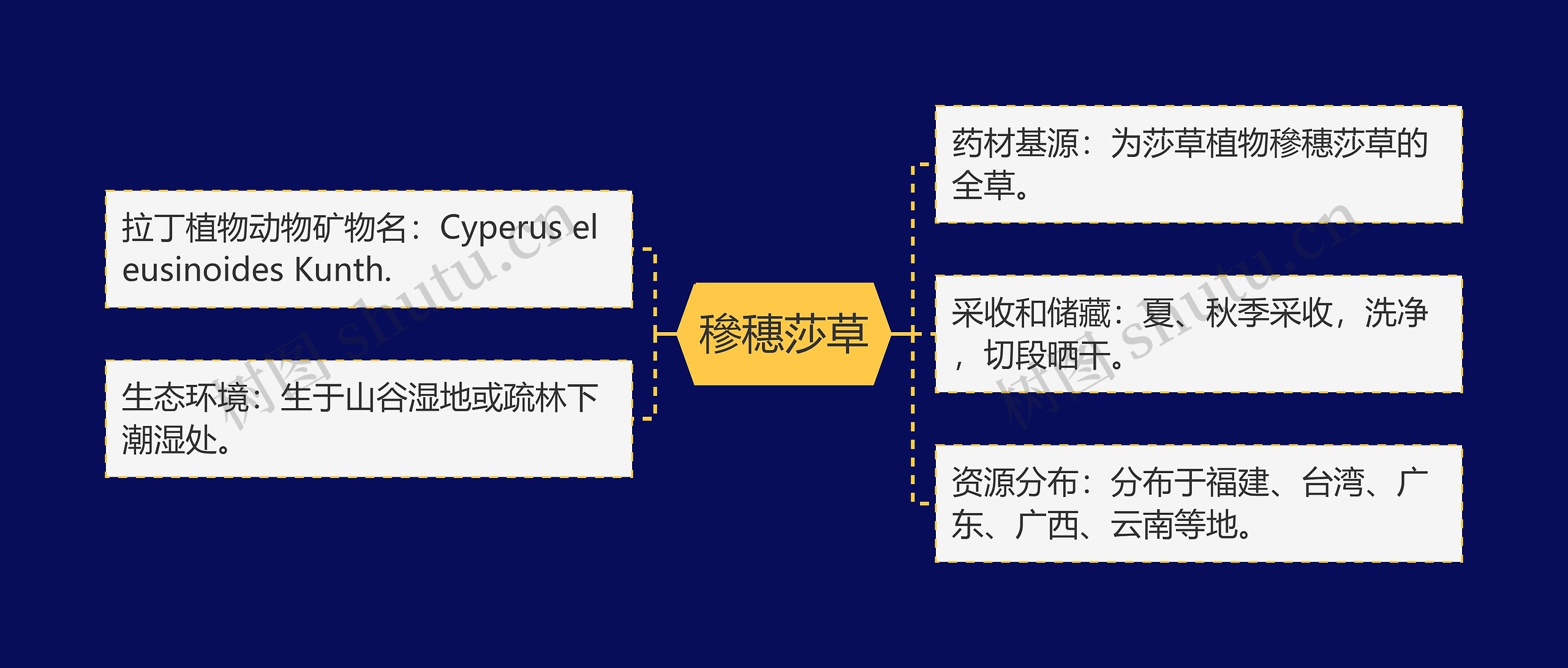 穇穗莎草思维导图