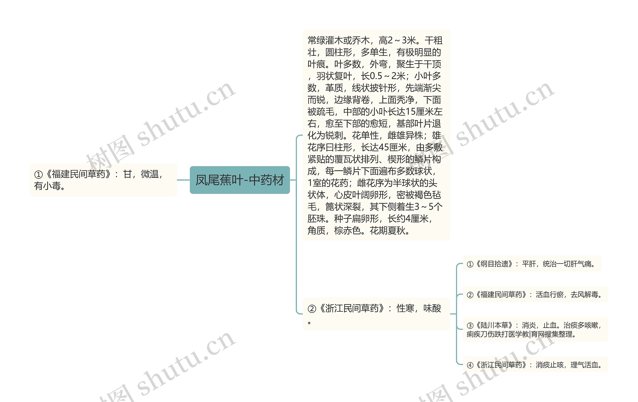 凤尾蕉叶-中药材思维导图