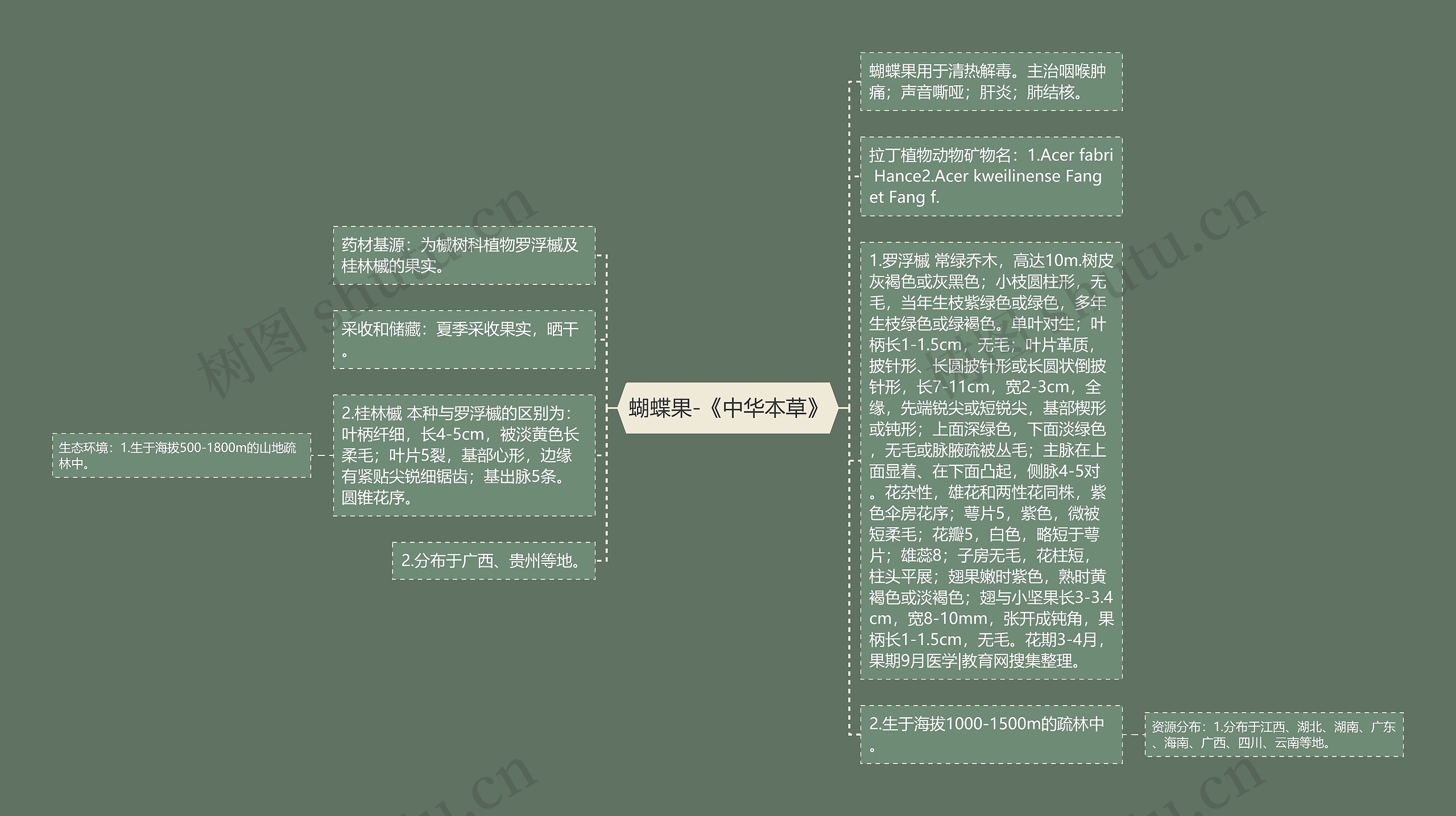 蝴蝶果-《中华本草》 蝴蝶果-《中华本草》