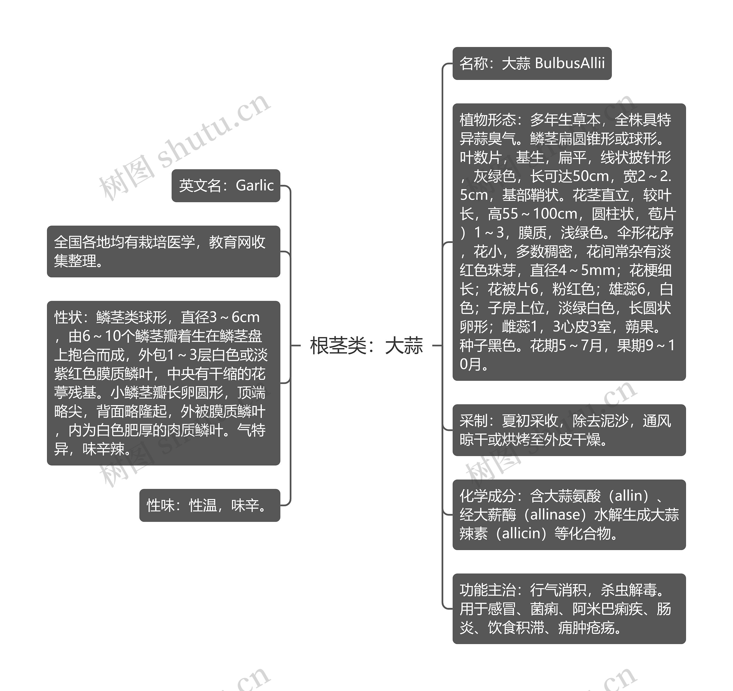 根茎类：大蒜思维导图