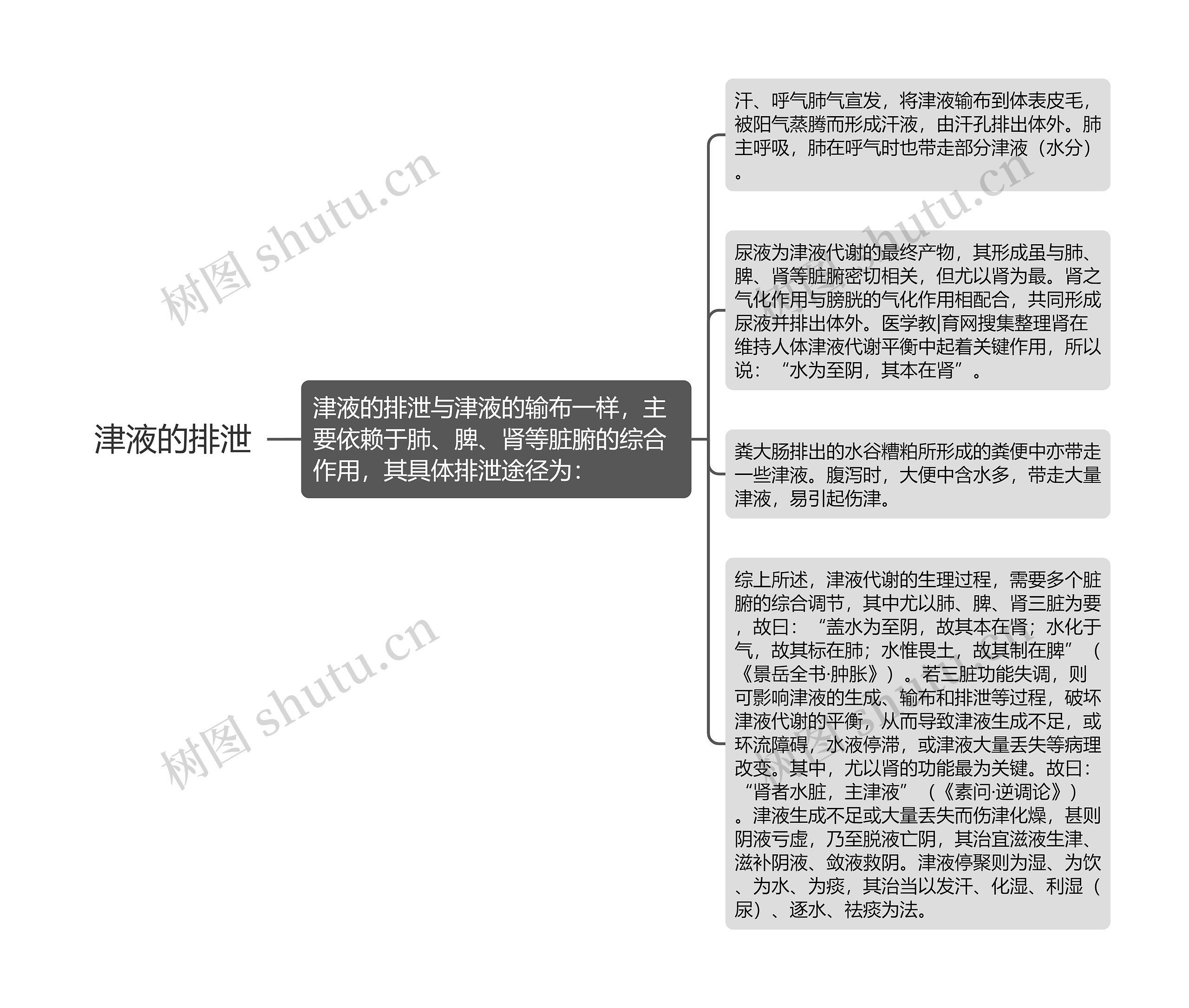 津液的排泄思维导图