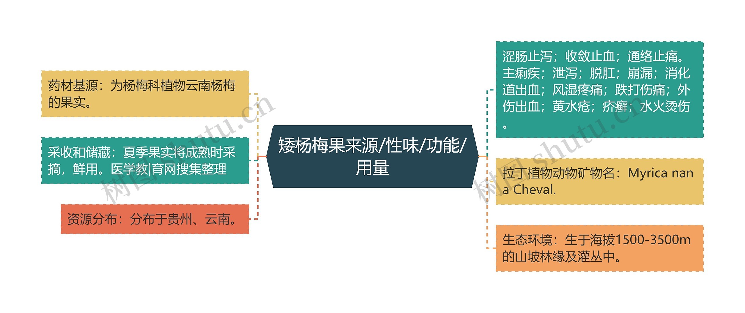 矮杨梅果来源/性味/功能/用量思维导图