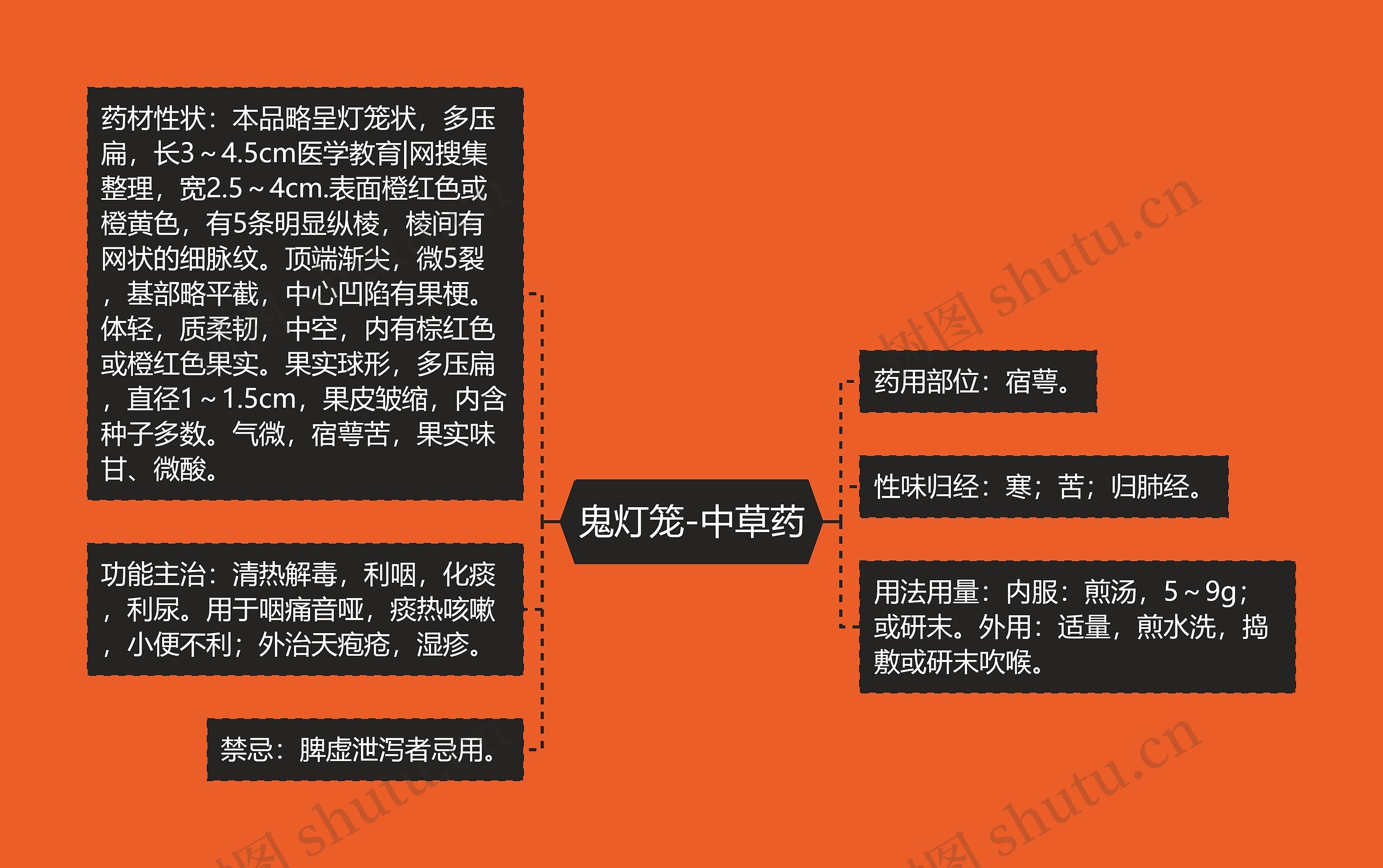 鬼灯笼-中草药 鬼灯笼-中草药
