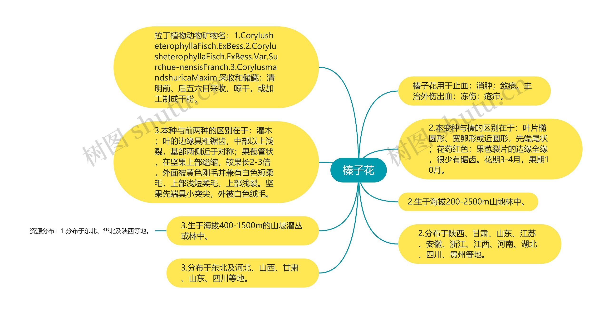 榛子花思维导图