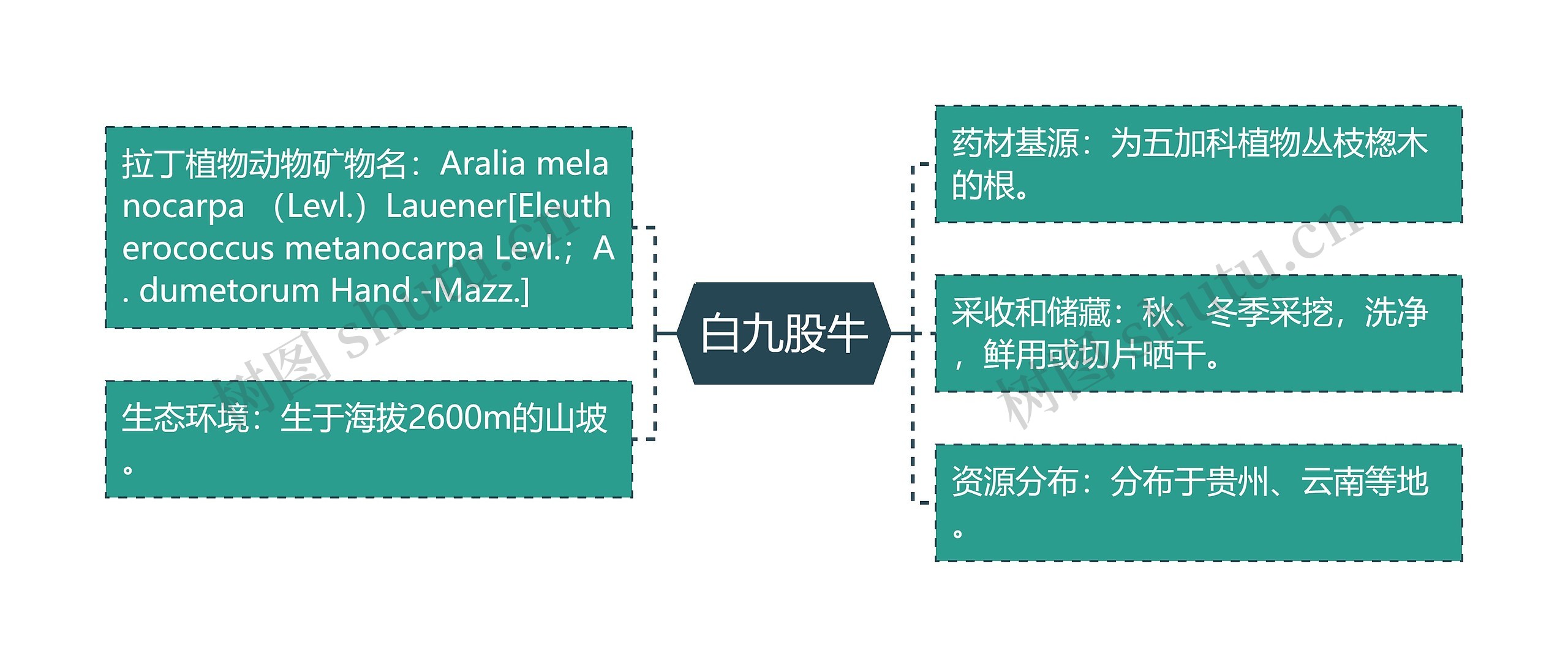 白九股牛 白九股牛