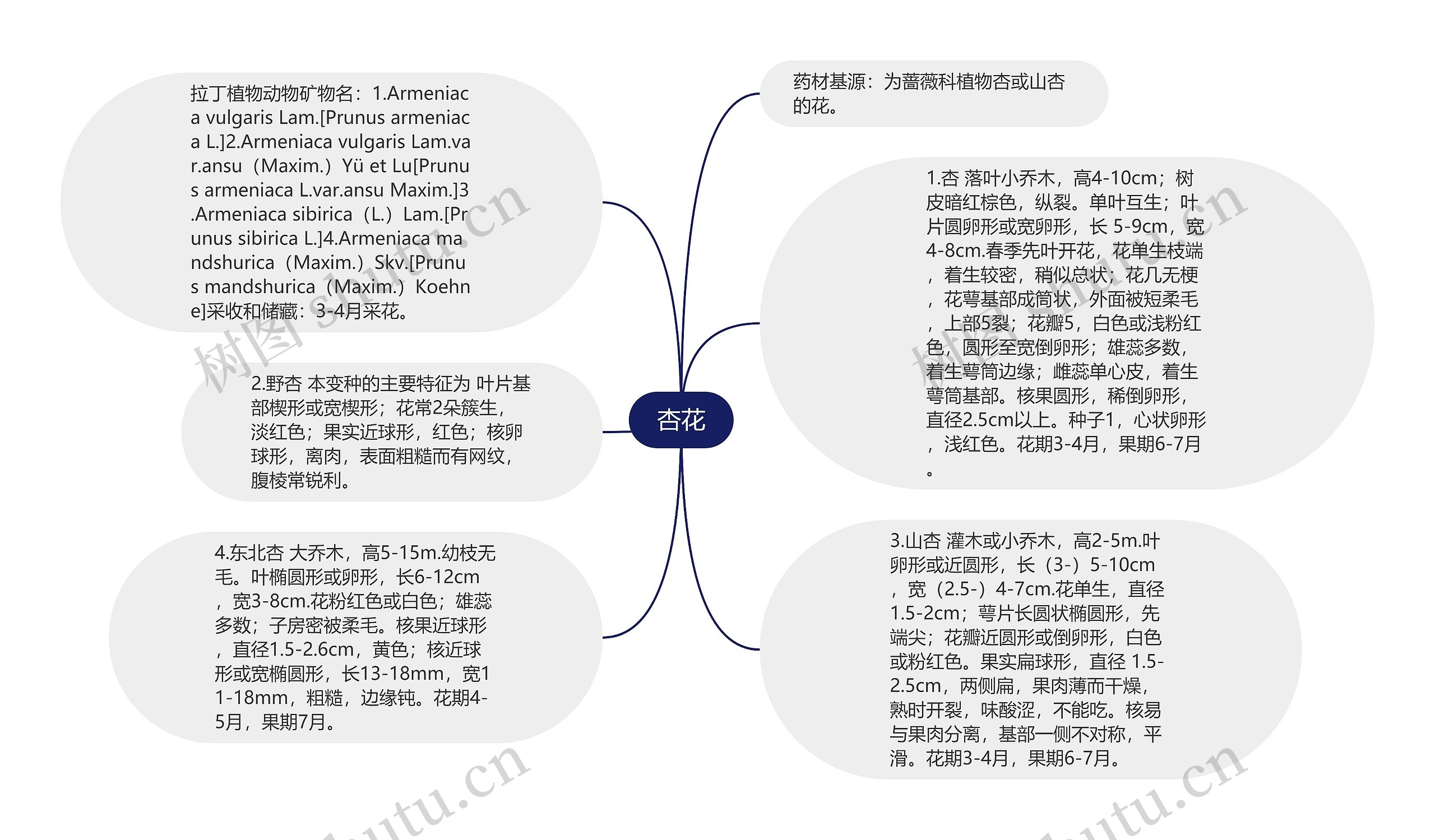 杏花思维导图