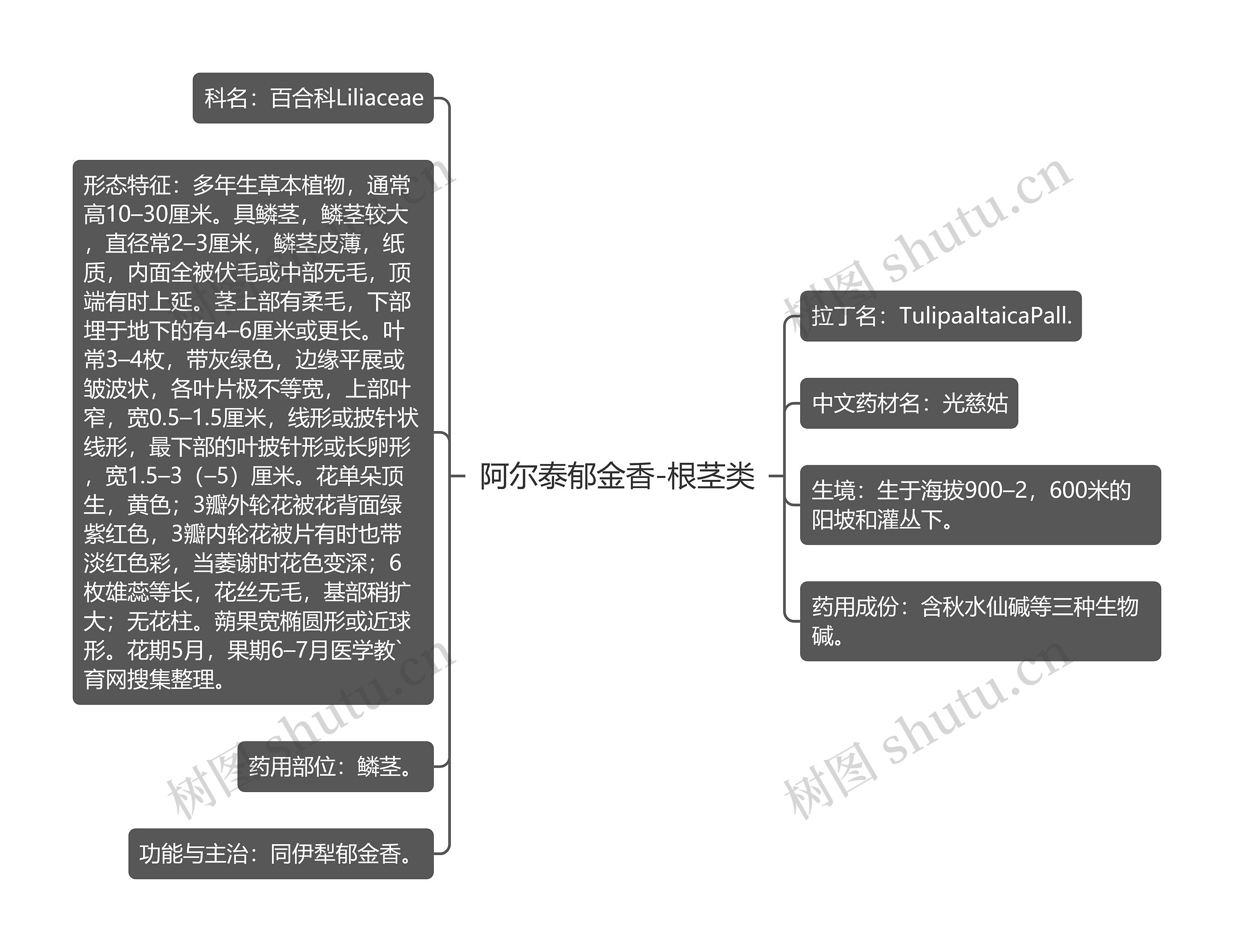 阿尔泰郁金香-根茎类思维导图