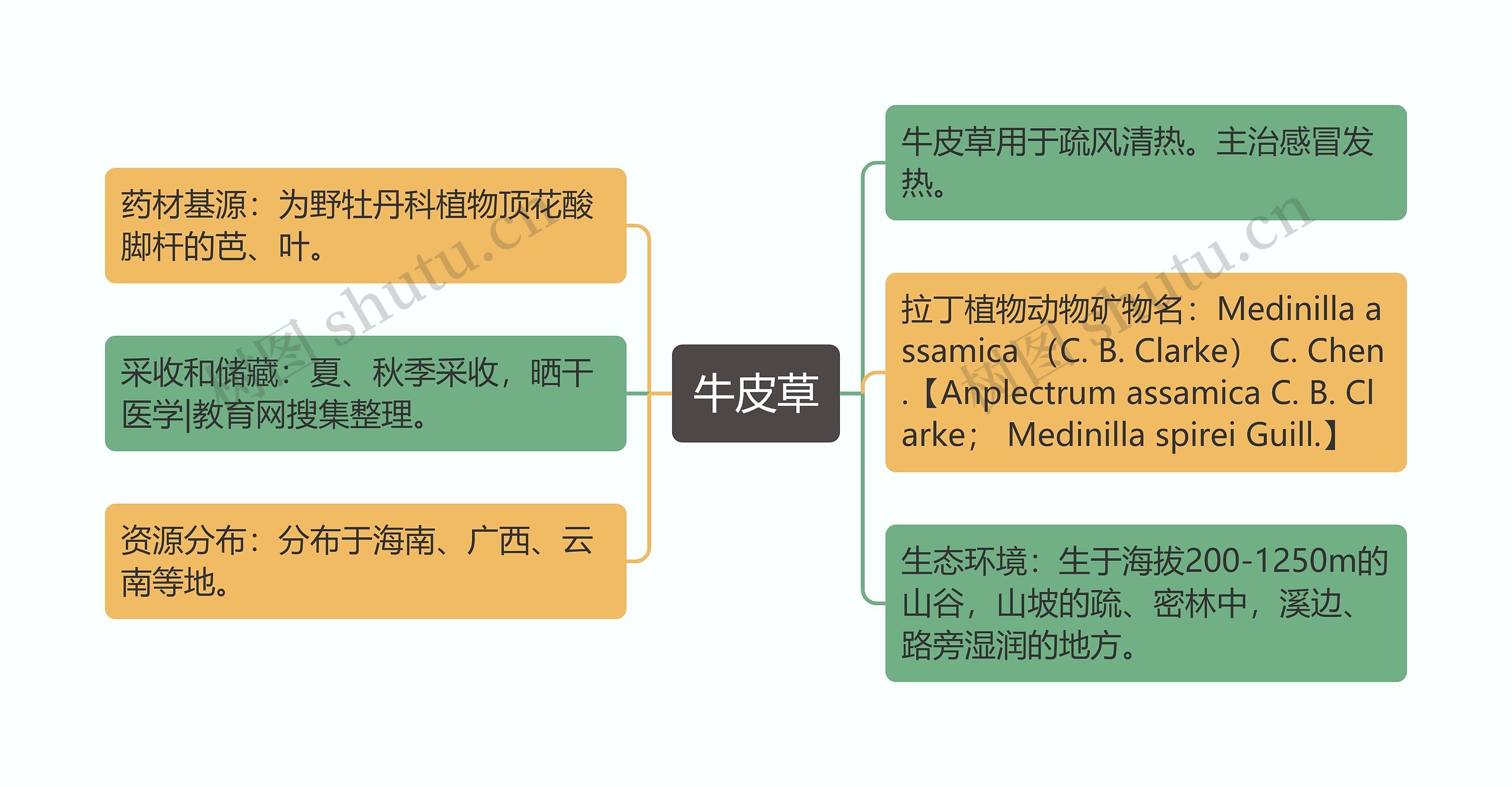 牛皮草思维导图