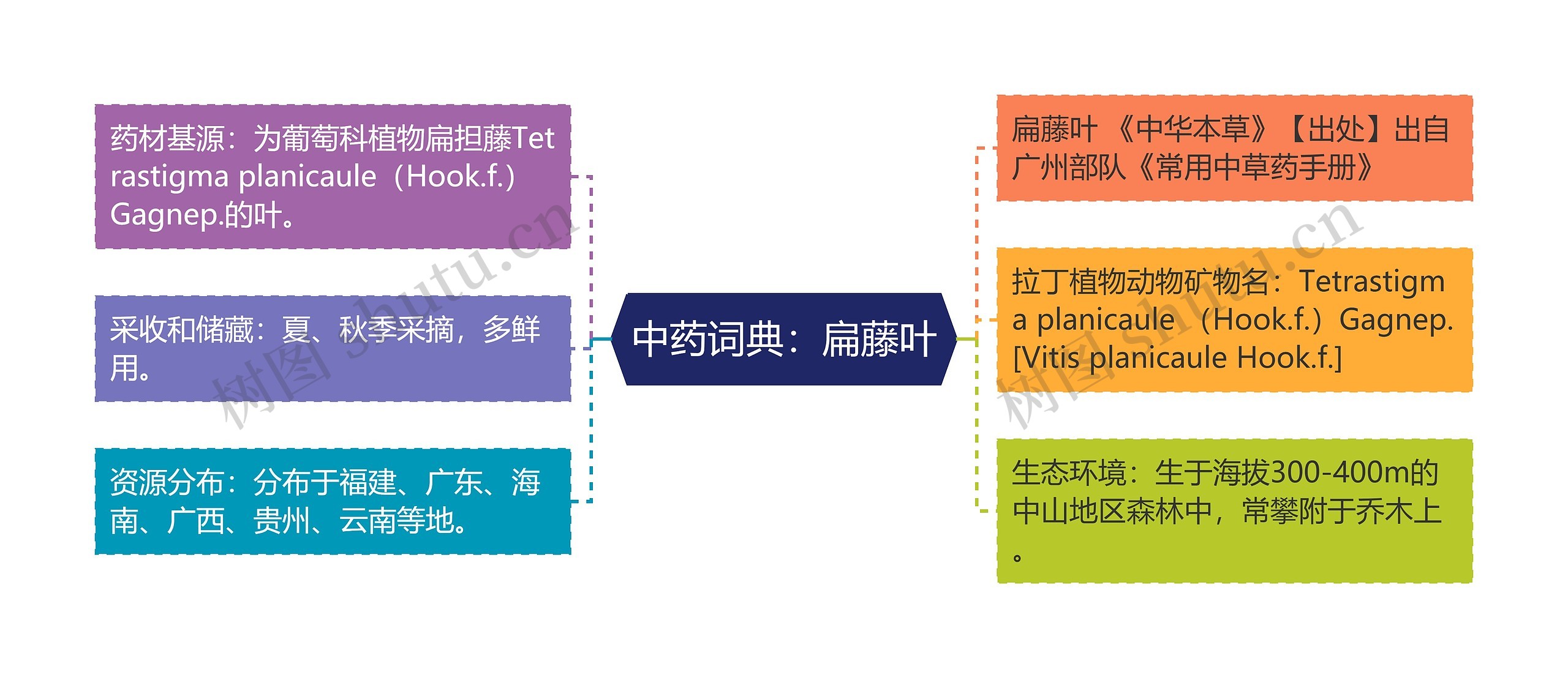 中药词典：扁藤叶思维导图