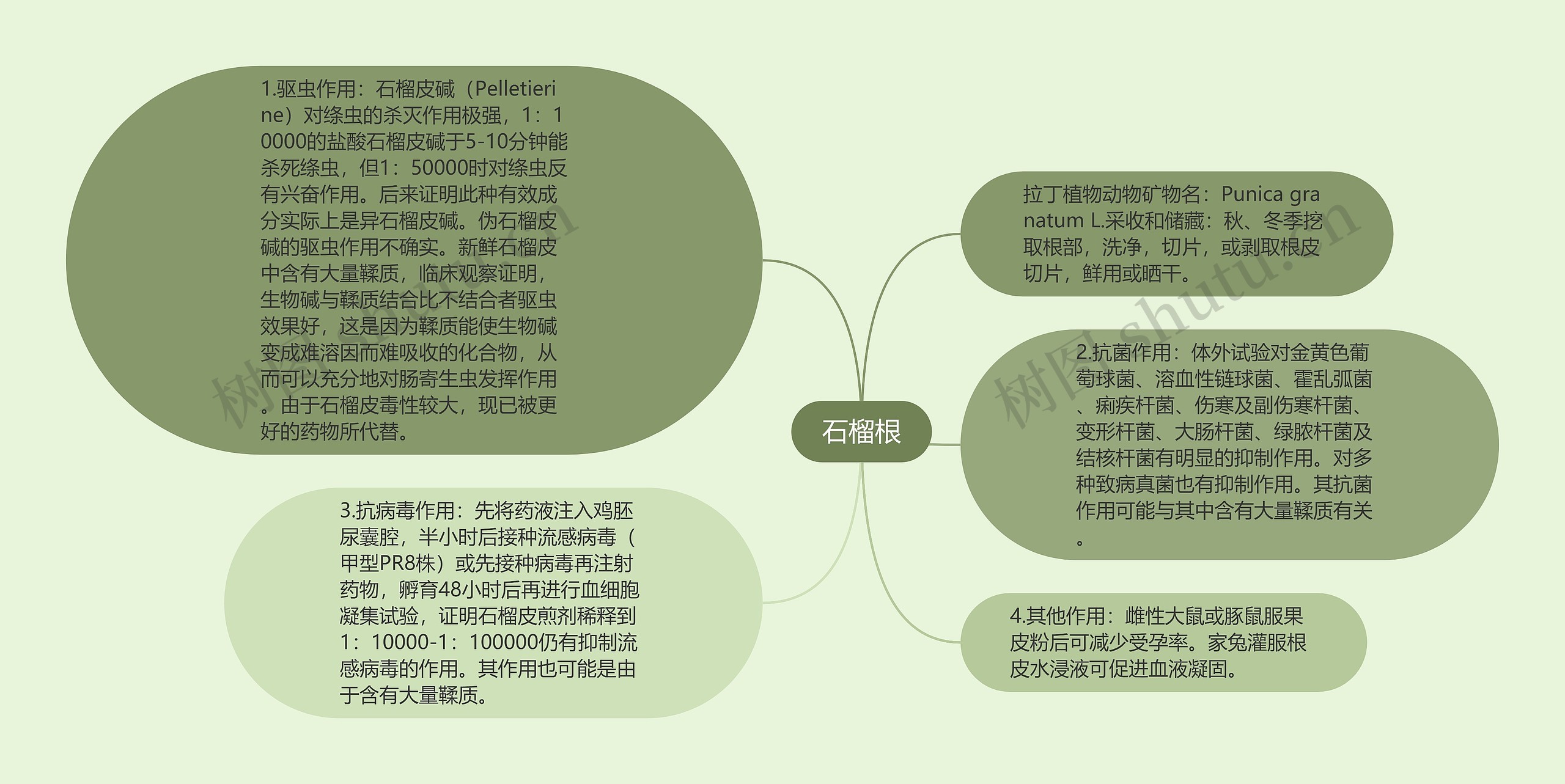 石榴根
