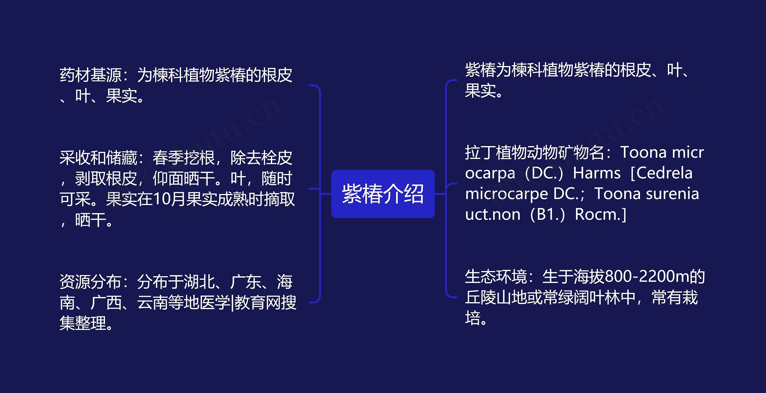 紫椿介绍