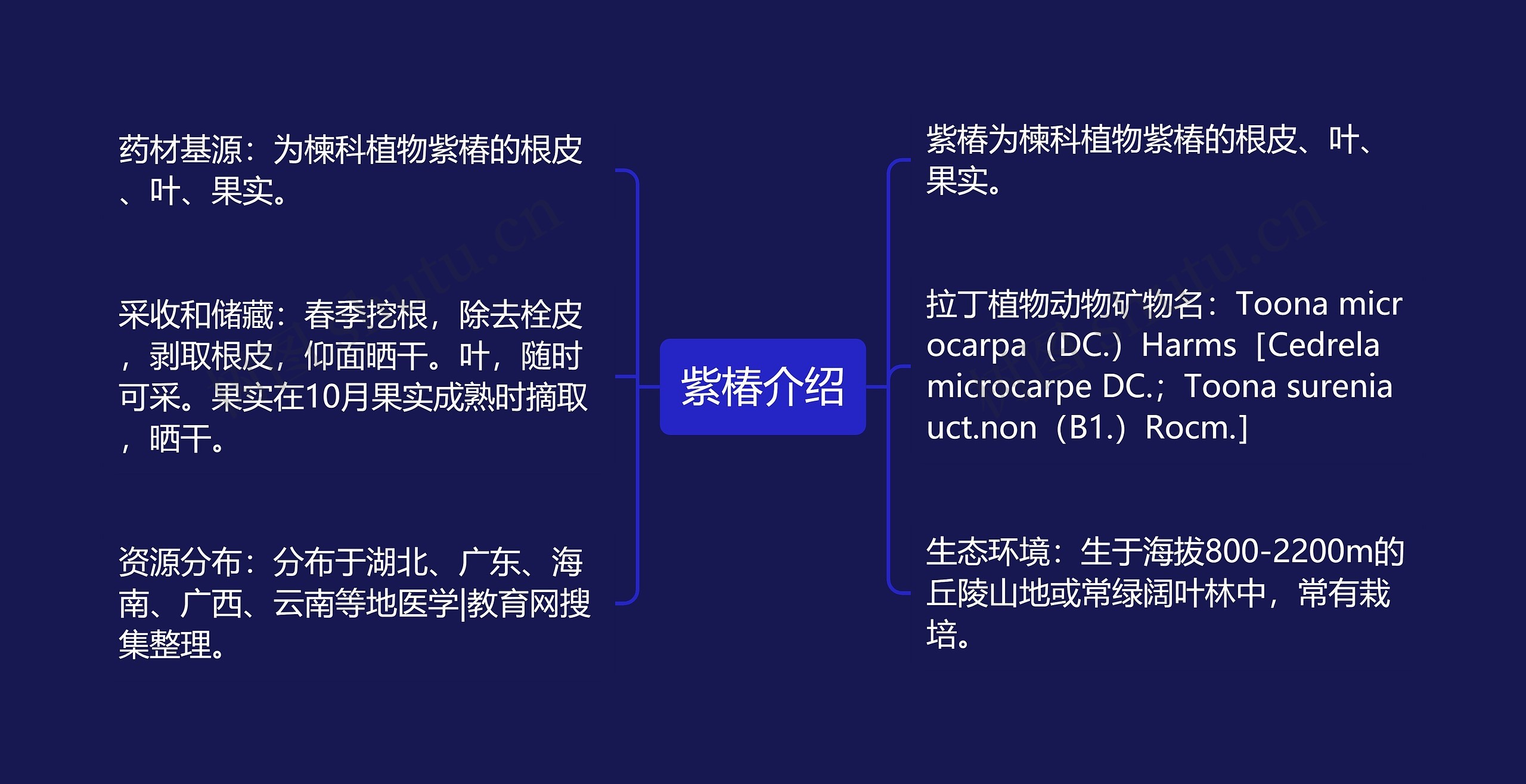 紫椿介绍思维导图