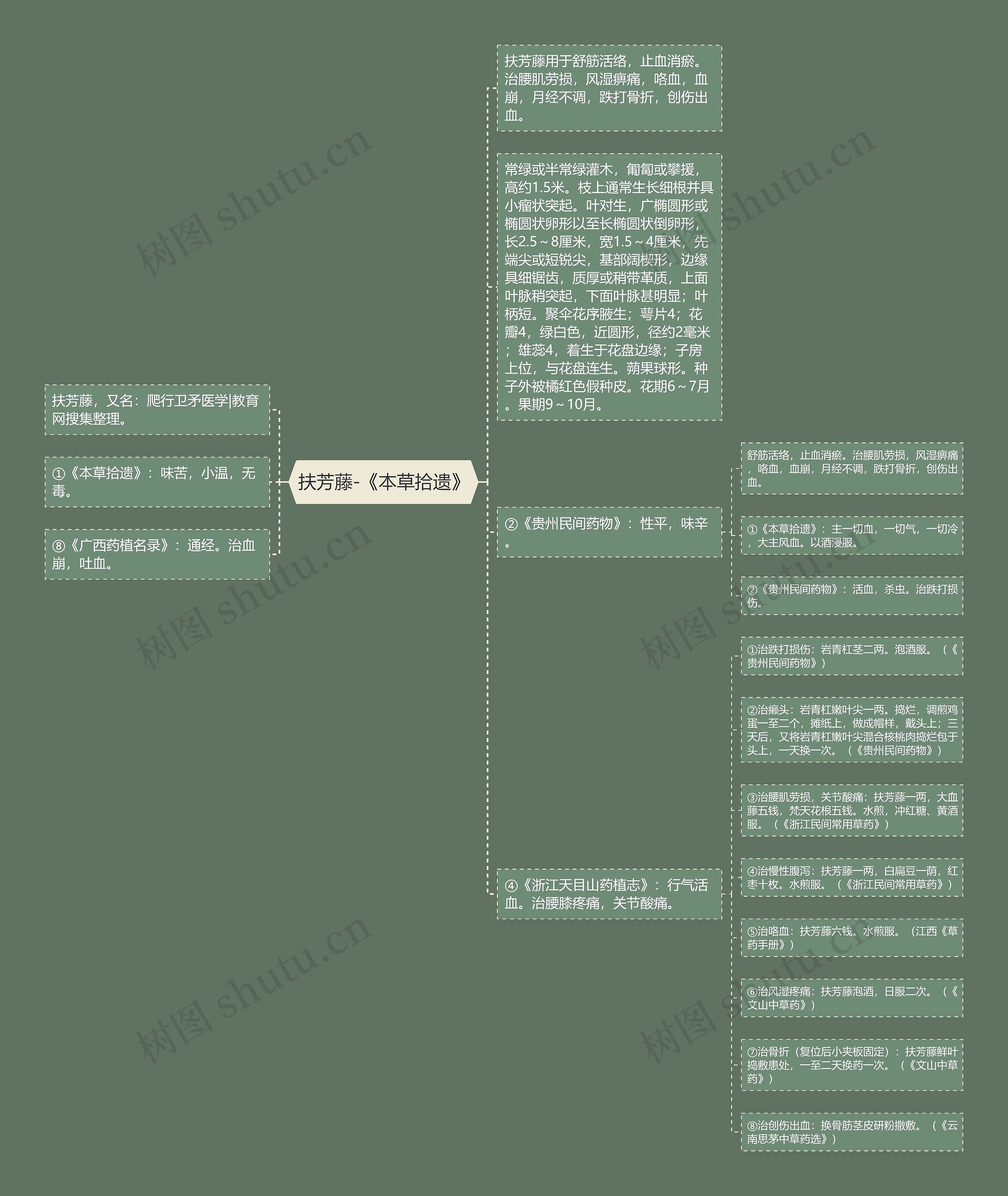 扶芳藤-《本草拾遗》思维导图