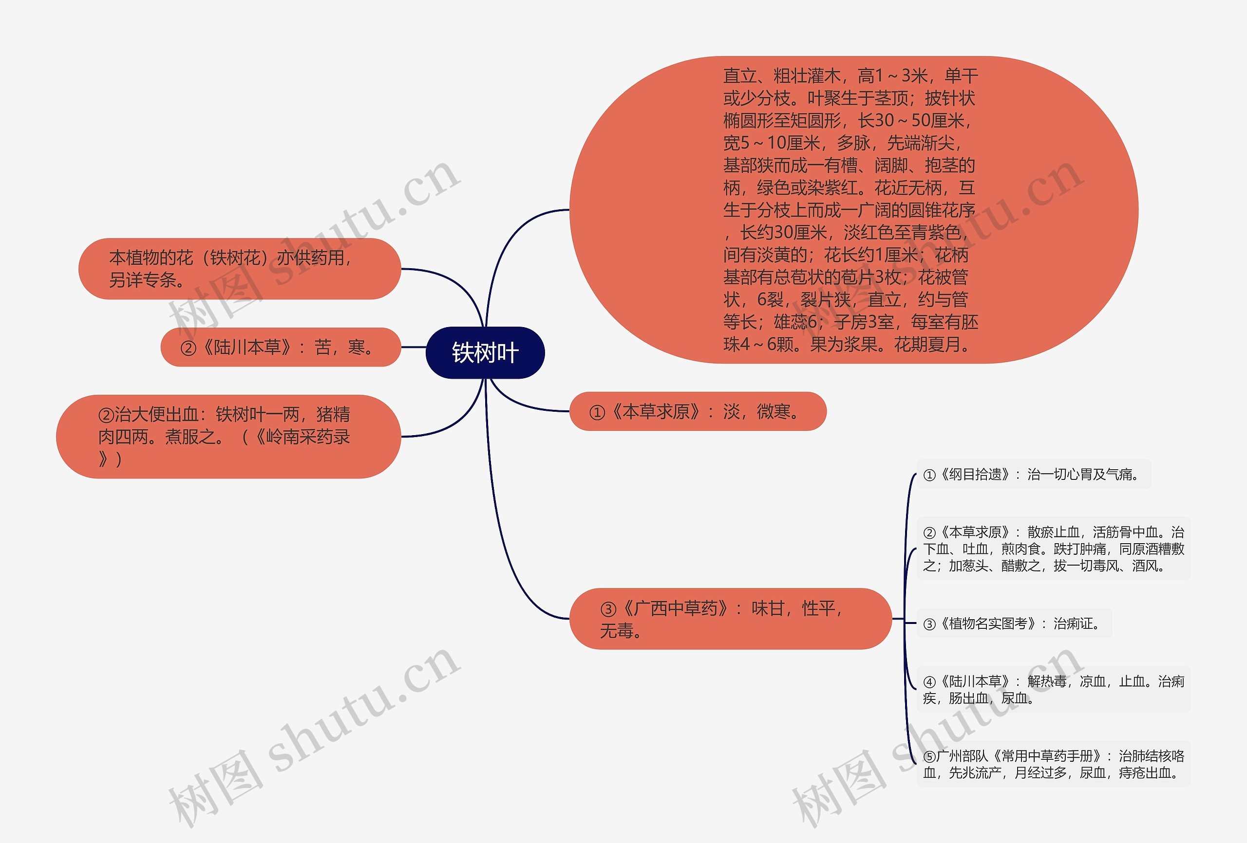 铁树叶思维导图