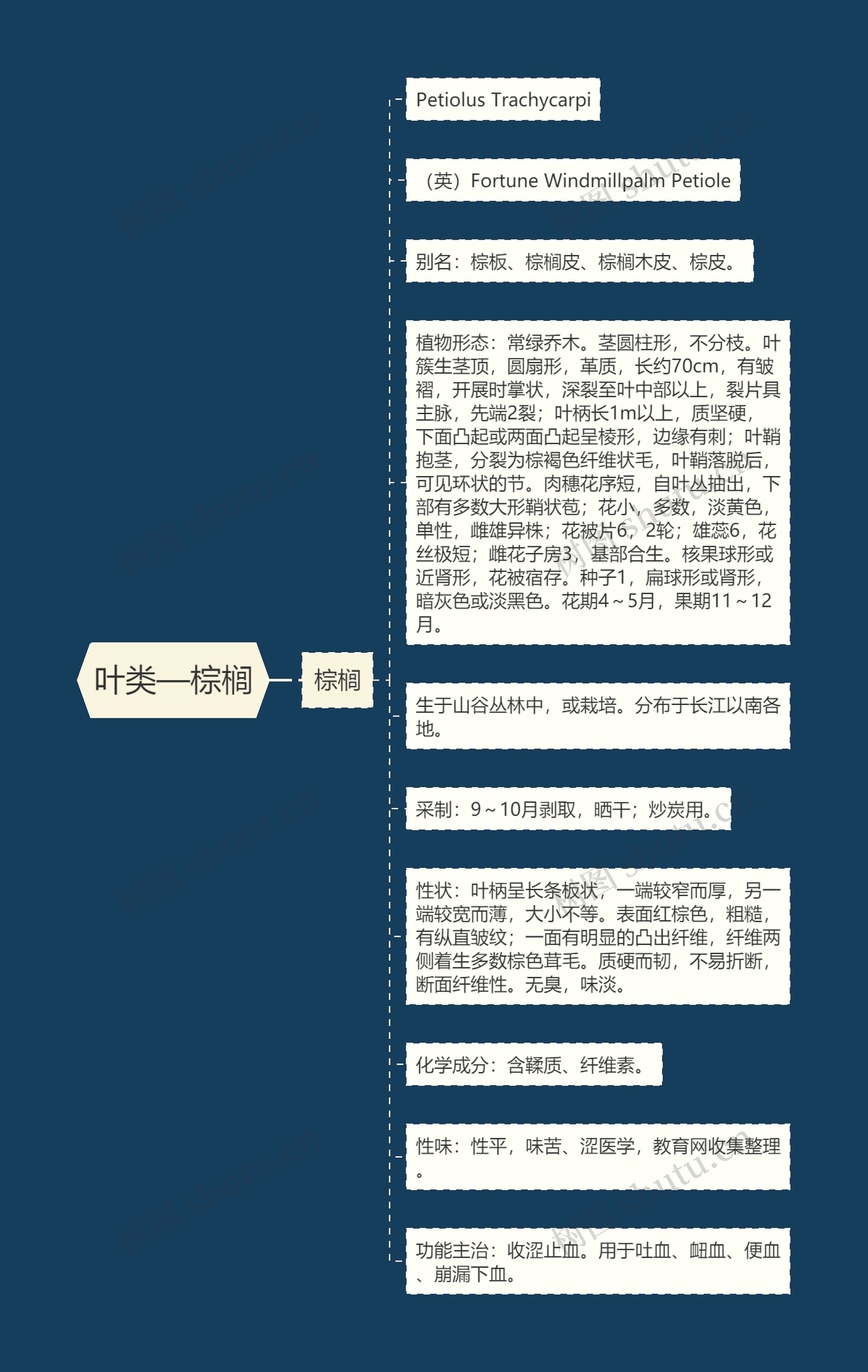 叶类—棕榈思维导图