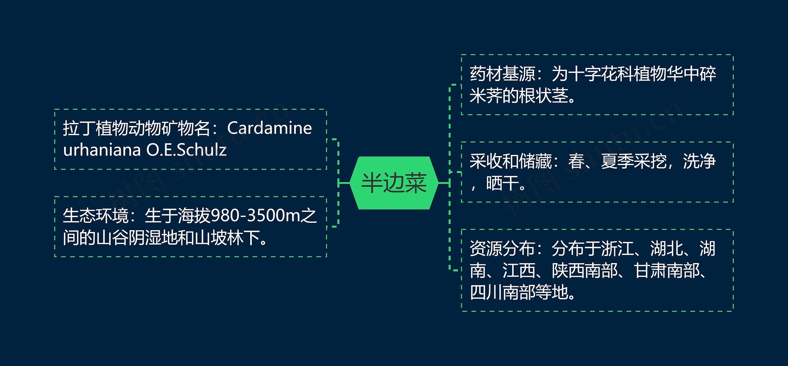 半边菜思维导图