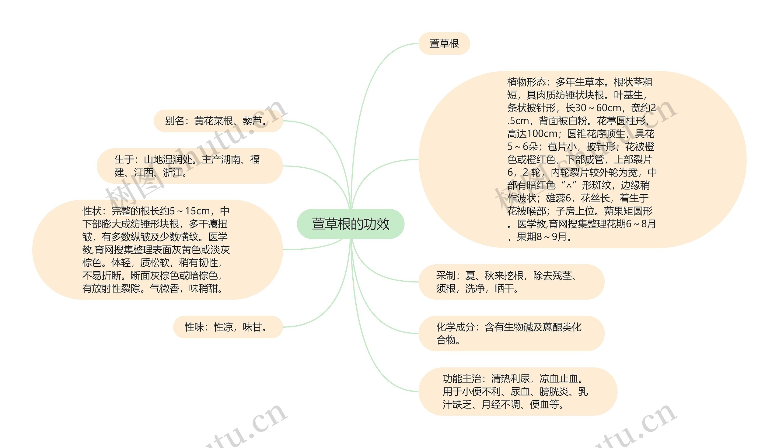 萱草根的功效思维导图