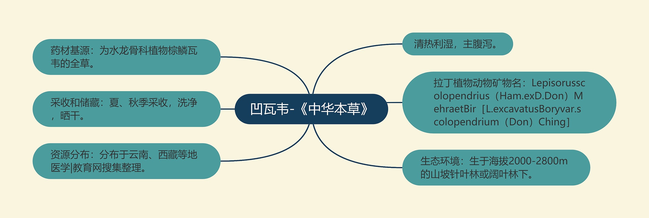 凹瓦韦-《中华本草》 凹瓦韦-《中华本草》