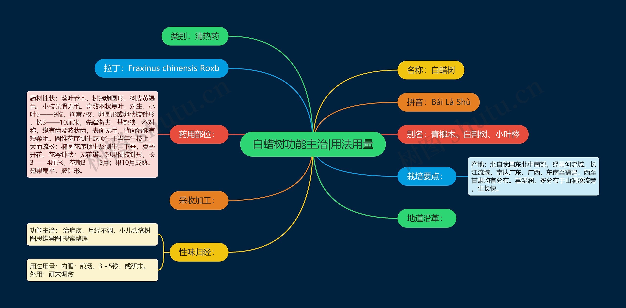 白蜡树功能主治|用法用量