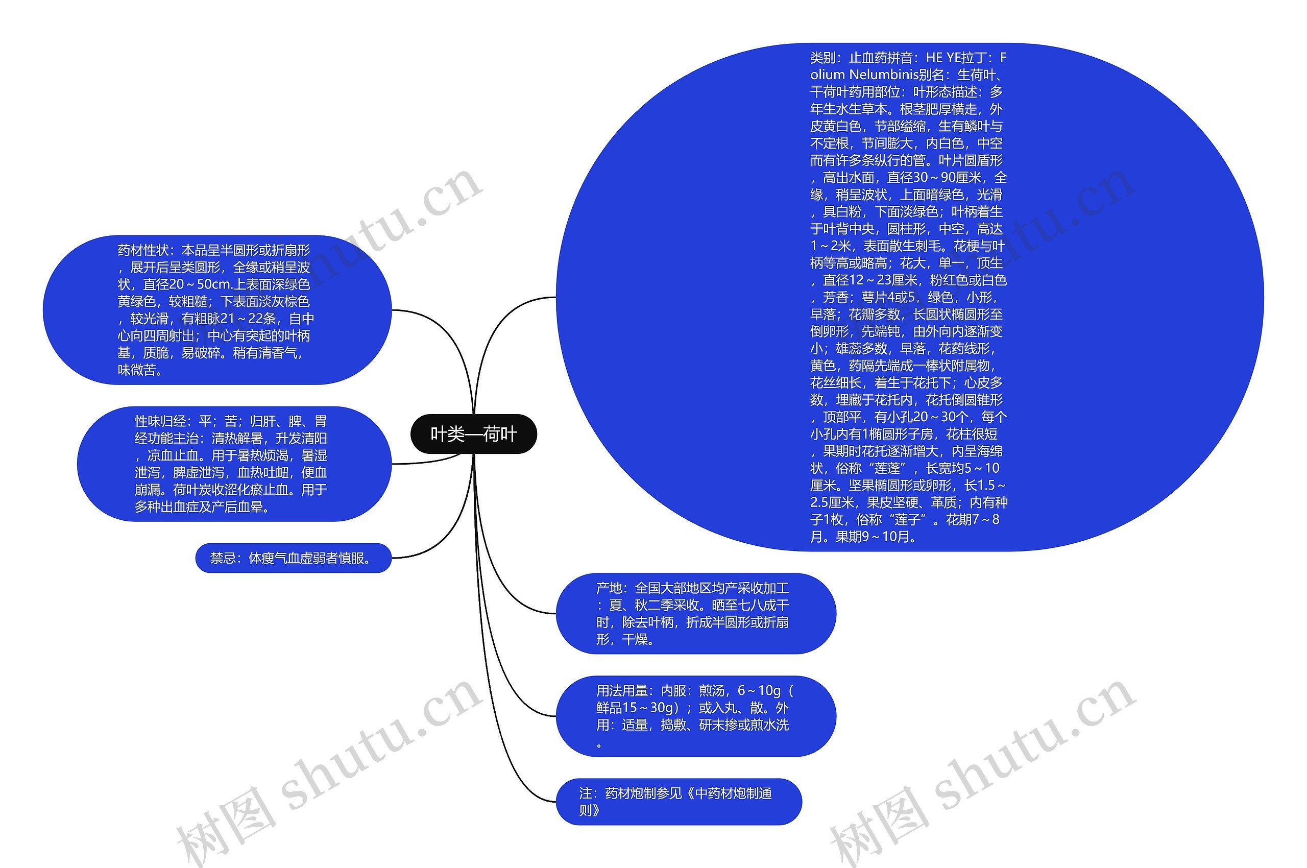 叶类—荷叶思维导图