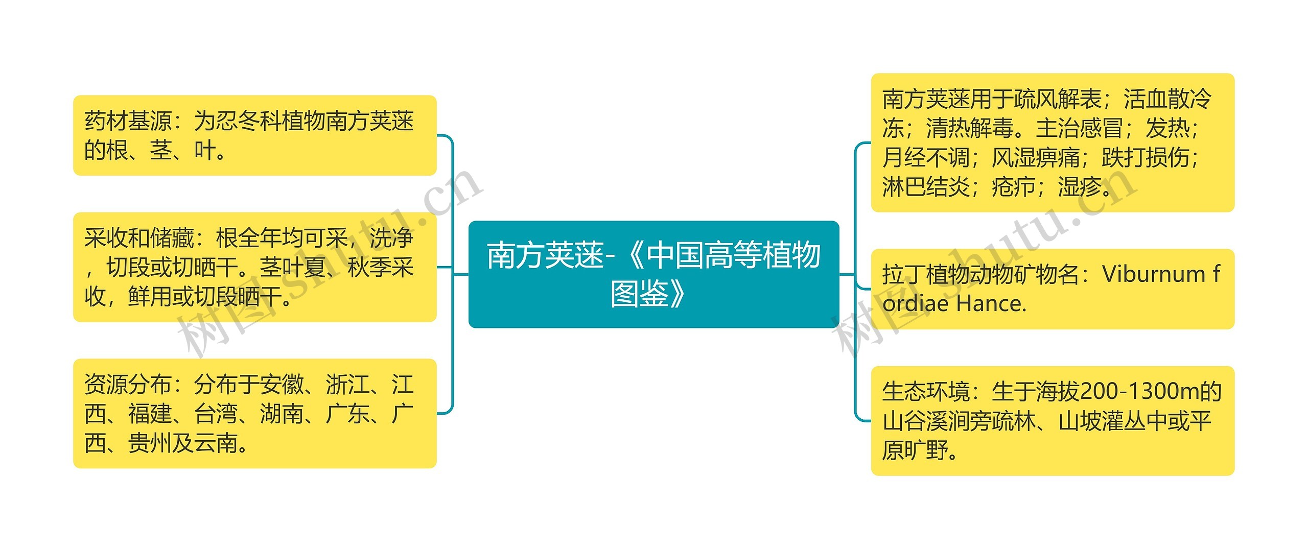 南方荚蒾-《中国高等植物图鉴》 南方荚蒾-《中国高等植物图鉴》