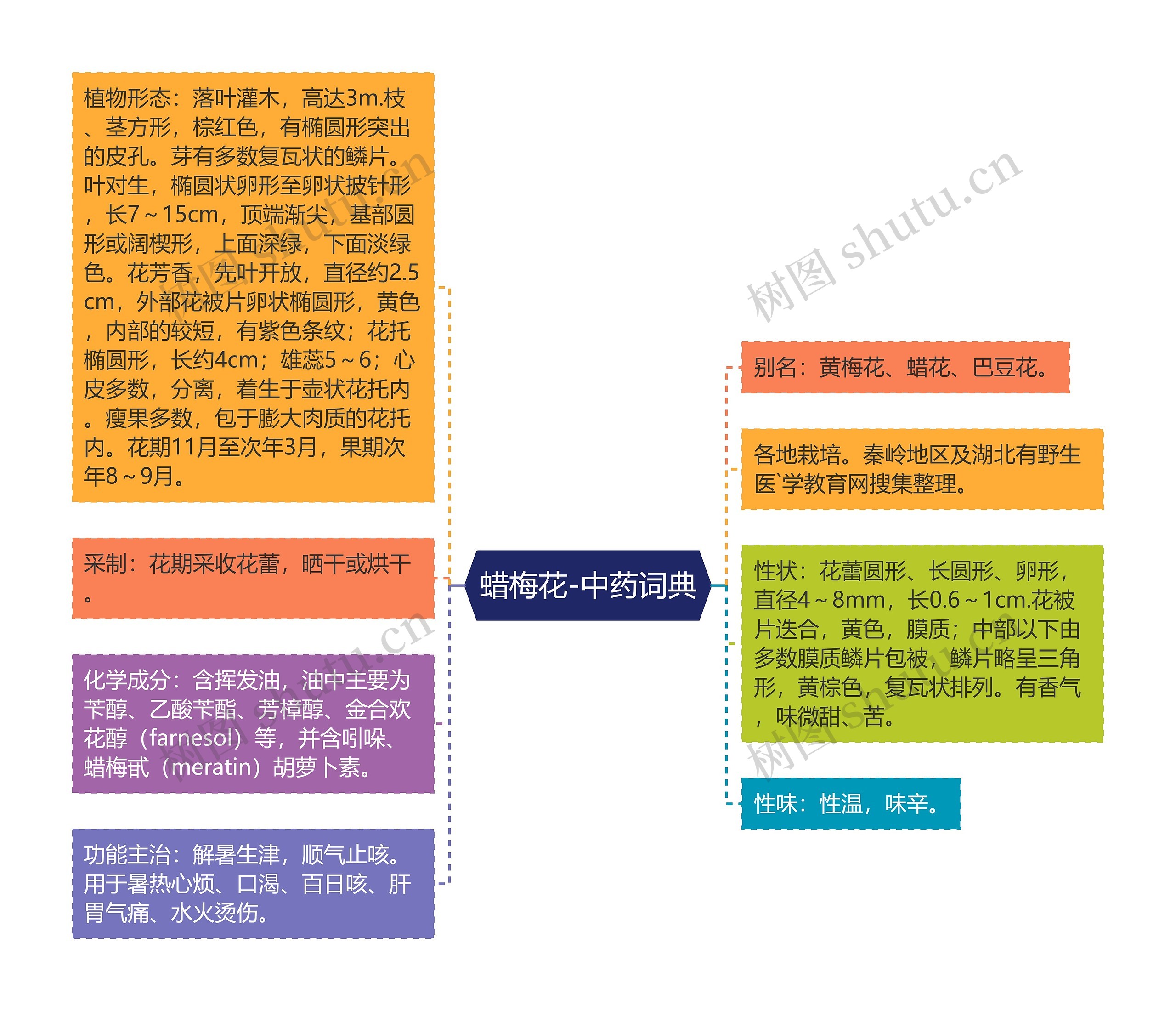 蜡梅花-中药词典思维导图