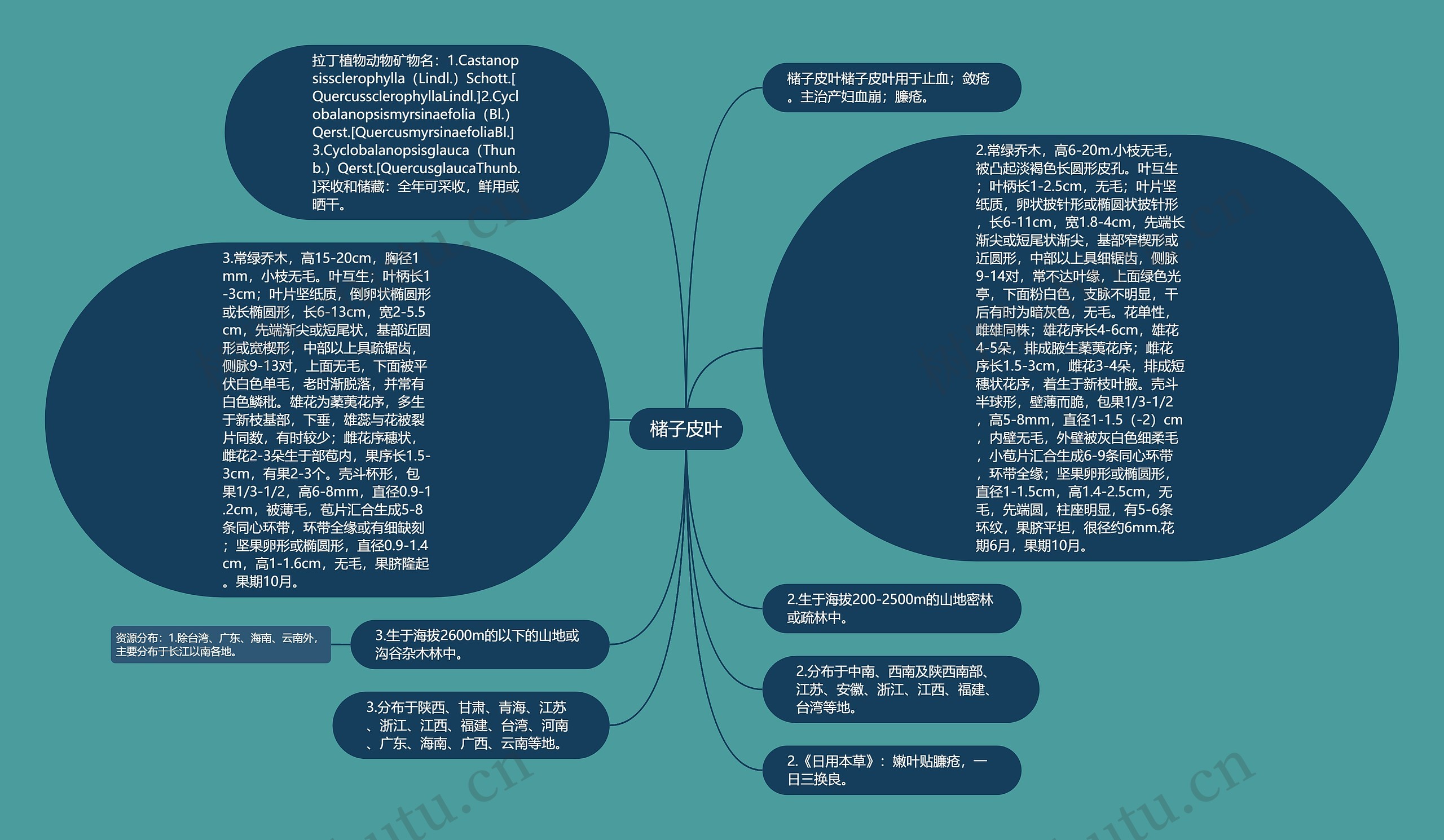 槠子皮叶思维导图